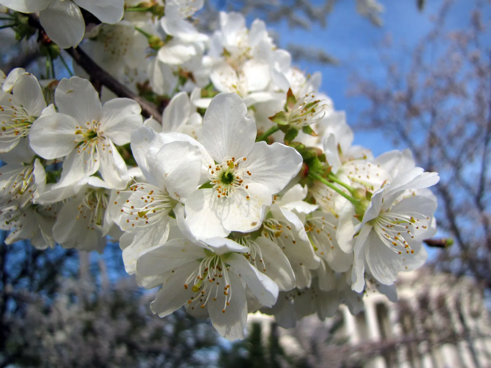 Yoshino Flowering Cherry (Prunus X Yedoensis) — white flowers in the garden; scientifically named Prunus x yedoensis, image 67