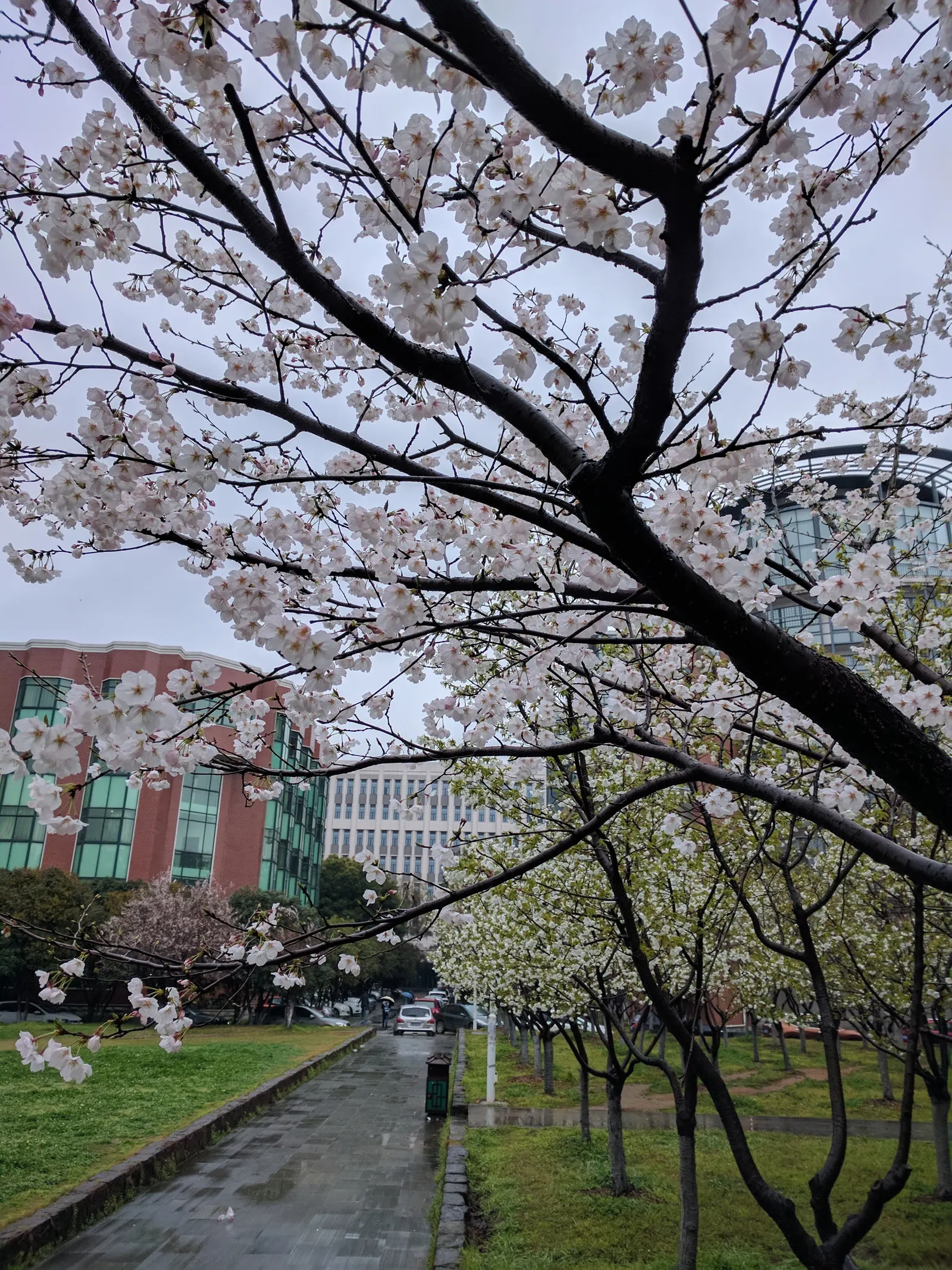 Yoshino Flowering Cherry (Prunus X Yedoensis) — white flowers in the garden; scientifically named Prunus x yedoensis