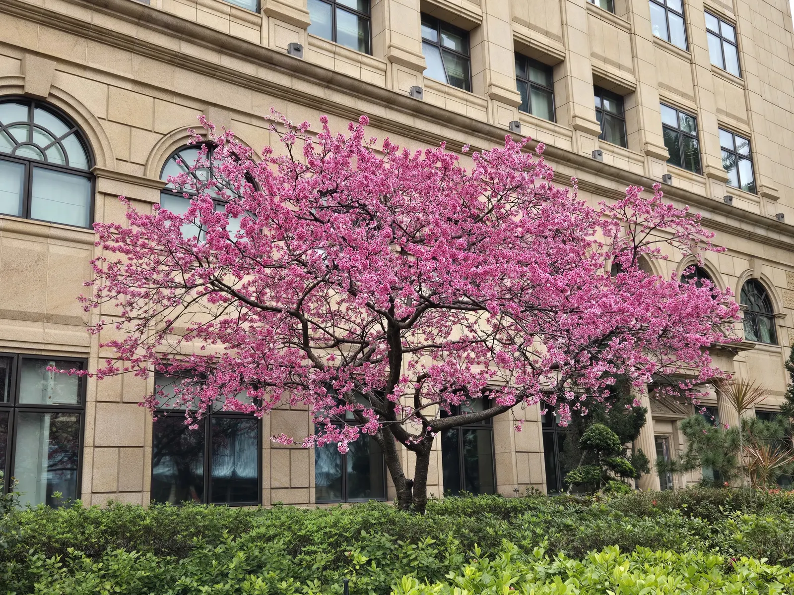 Yoshino Flowering Cherry (Prunus X Yedoensis) — it tolerates a variety of soil types, image 35