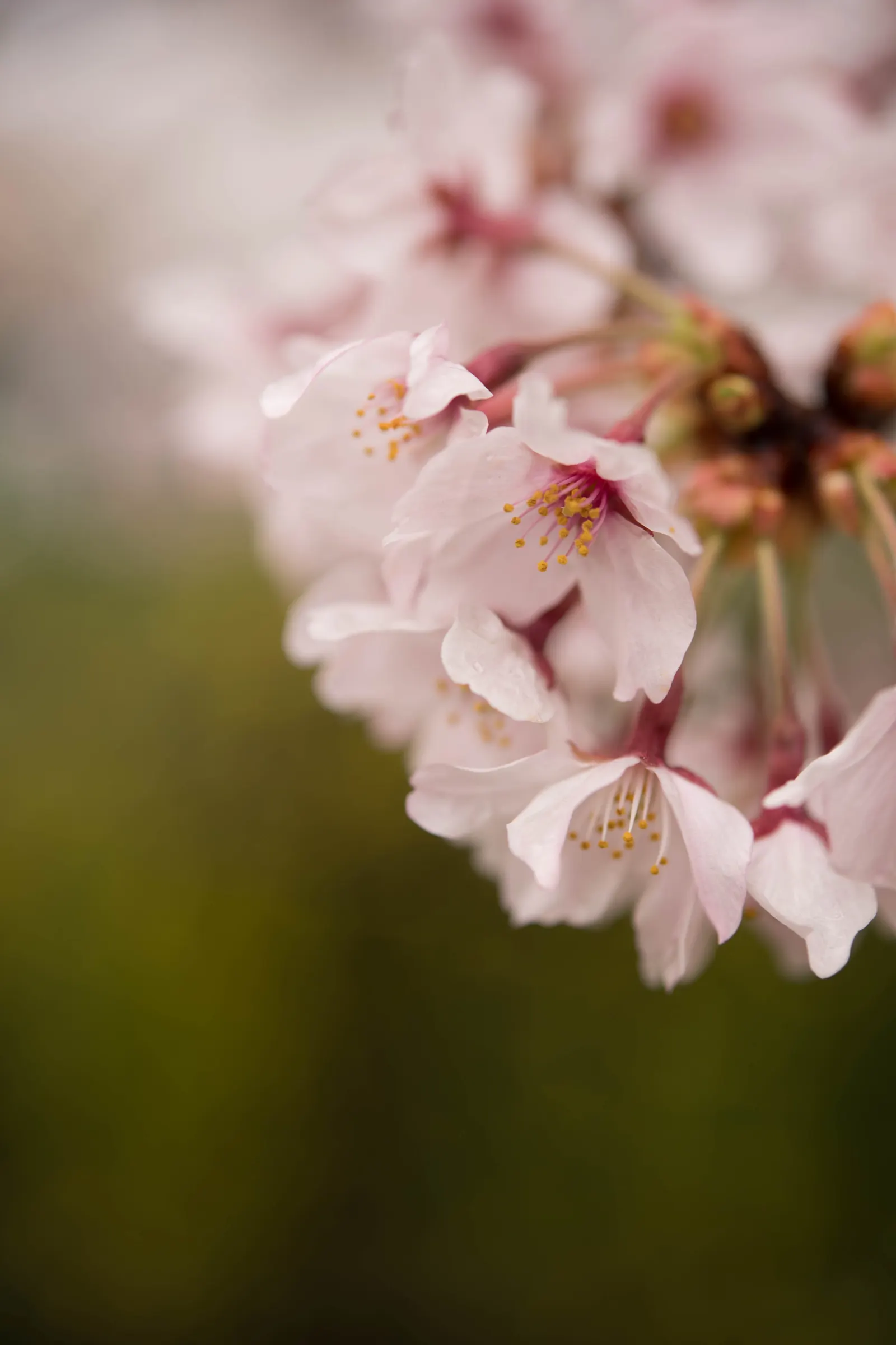 Yoshino Flowering Cherry (Prunus X Yedoensis) — this tree quickly establishes itself as a landscape highlight; adaptable and hardy, it prefers full sun and
