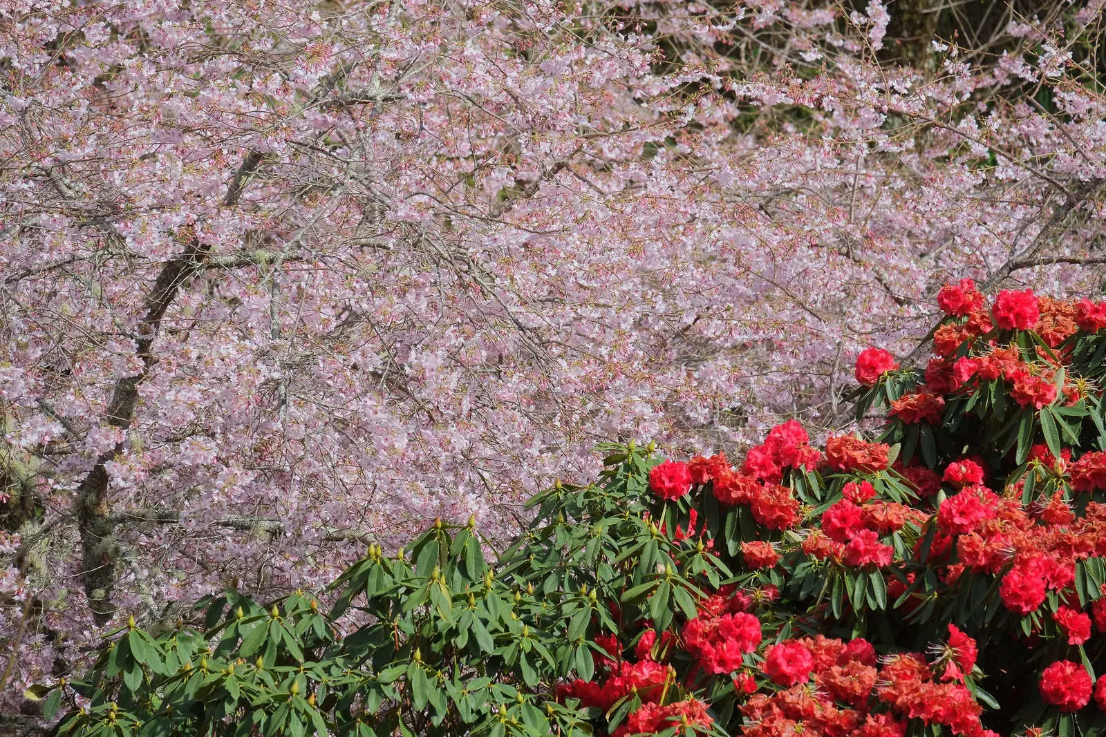 Yoshino Flowering Cherry (Prunus X Yedoensis) — offering a serene and picturesque view