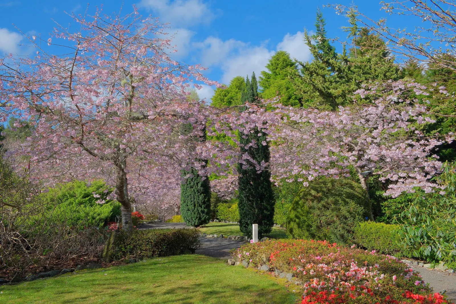 Yoshino Flowering Cherry (Prunus X Yedoensis) — While generally pest- and disease-resistant; as well as being mindful of overhead or underground utilities