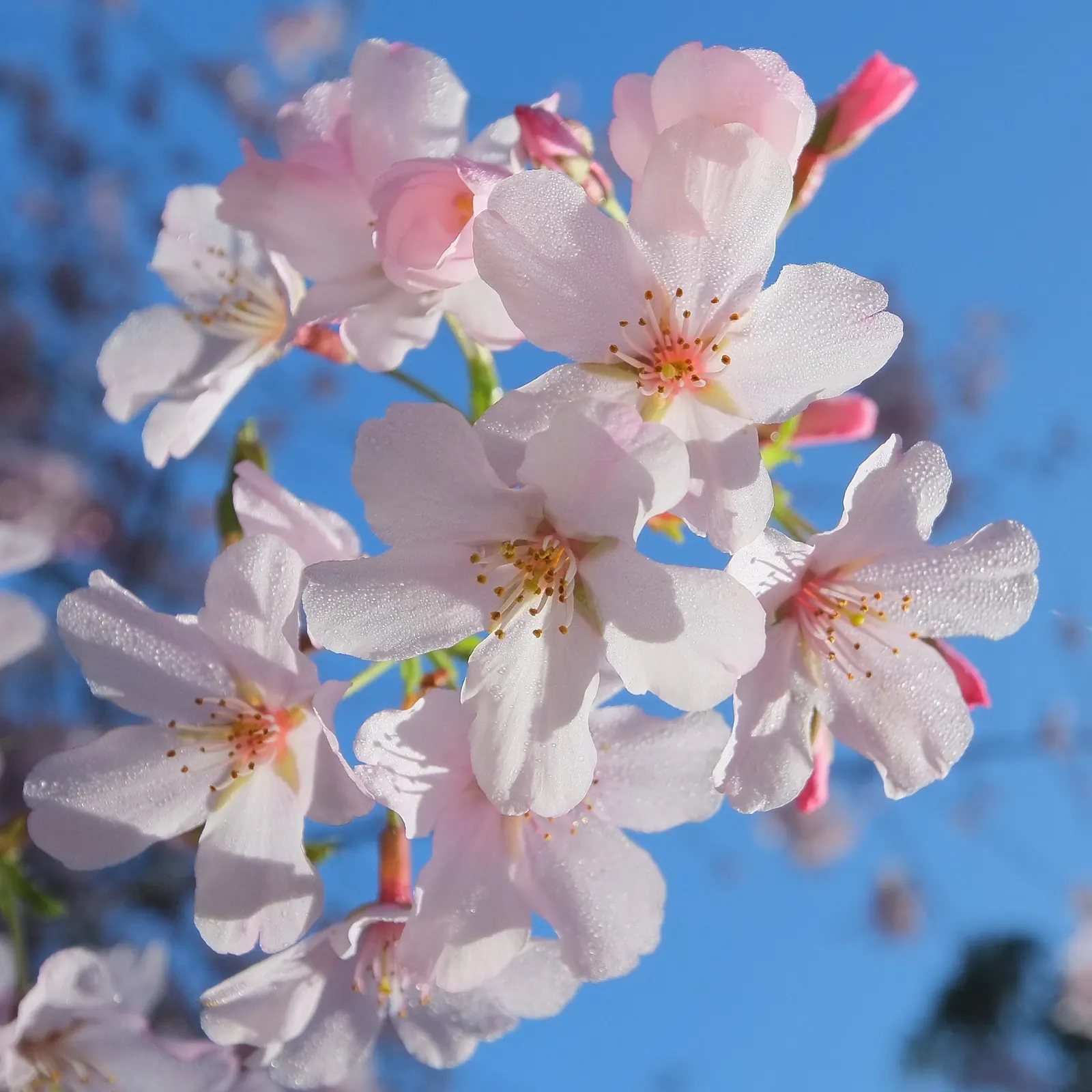 Yoshino Flowering Cherry (Prunus X Yedoensis) — It is important to select a site that affords enough space for the tree's mature dimensions, image 55