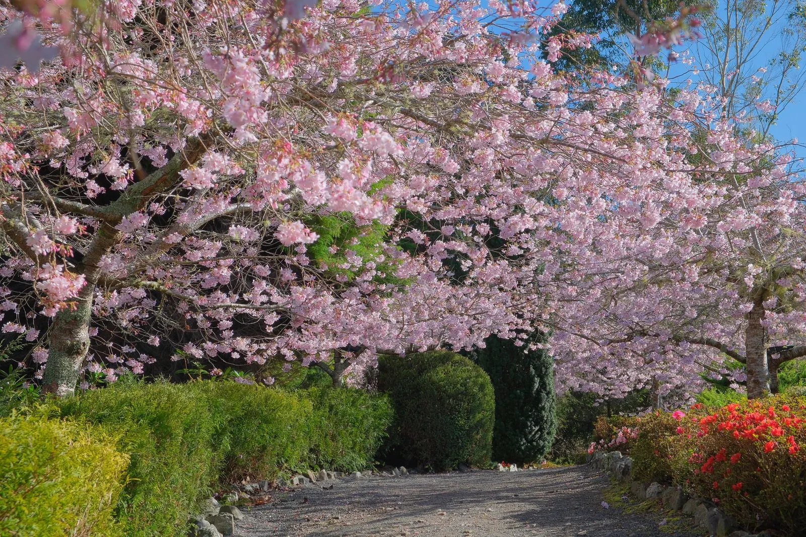 Yoshino Flowering Cherry (Prunus X Yedoensis) — as well as being mindful of overhead or underground utilities; white flowers in the garden