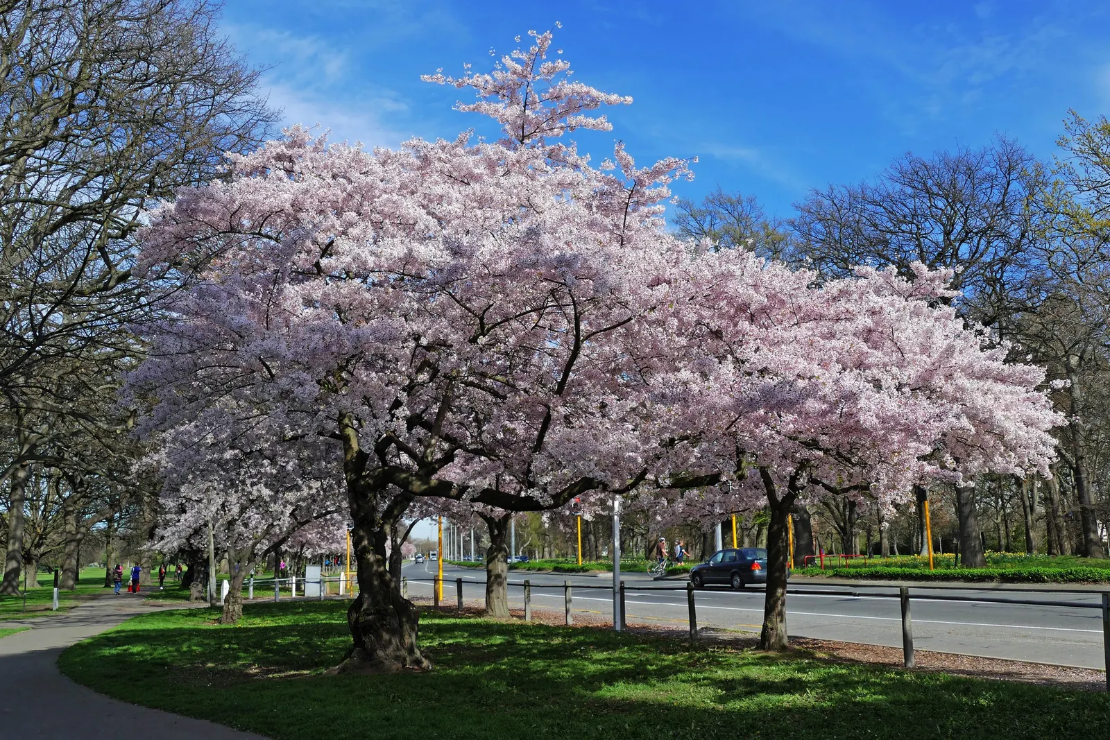 Yoshino Flowering Cherry (Prunus X Yedoensis) — Known for its abundant, soft pink-white blossoms in early spring, this tree offers a striking, image 26