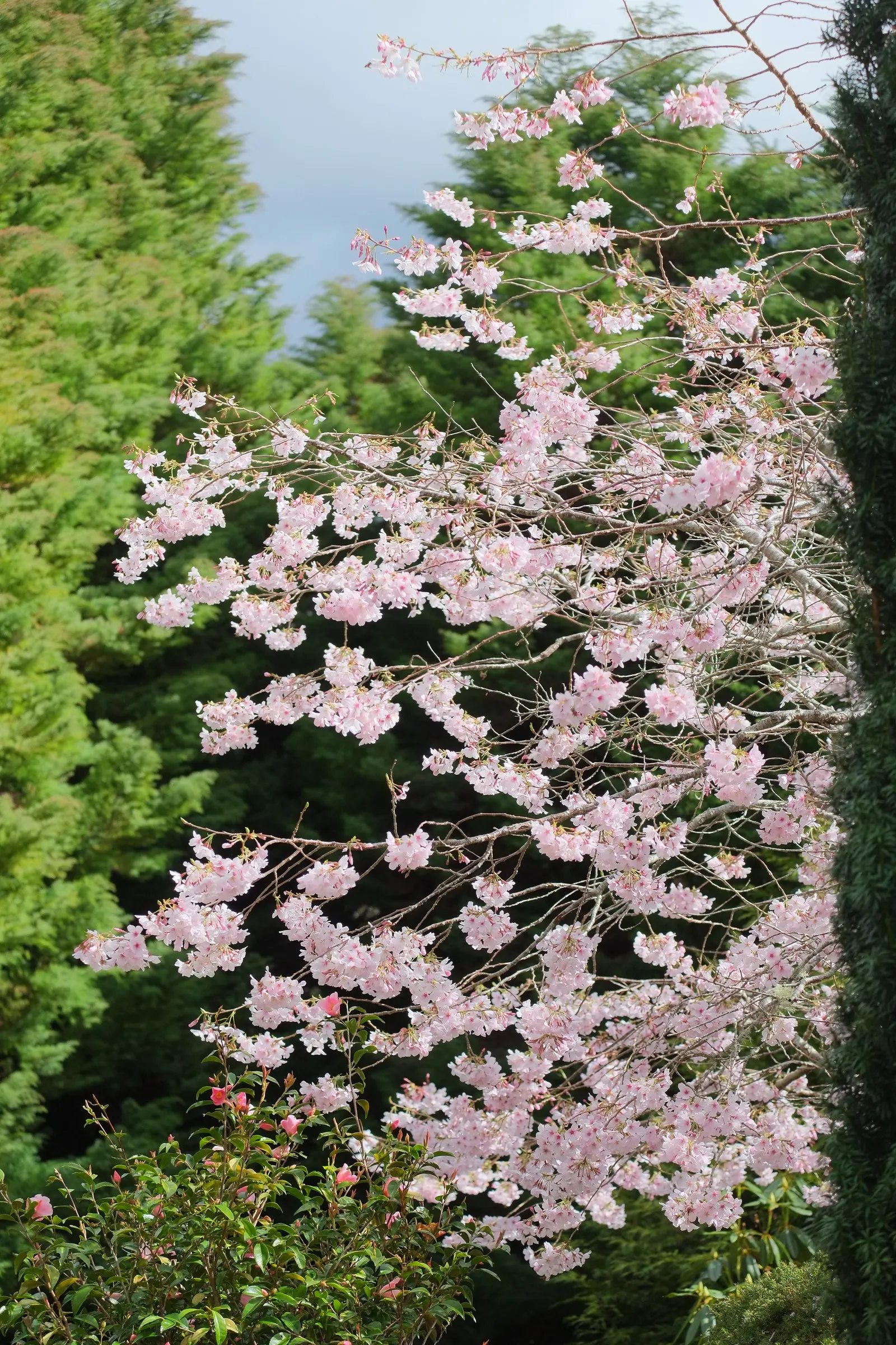 Yoshino Flowering Cherry (Prunus X Yedoensis) — though it thrives in acidic to neutral pH levels.<br><br>Care includes annual pruning for shape and, image 36