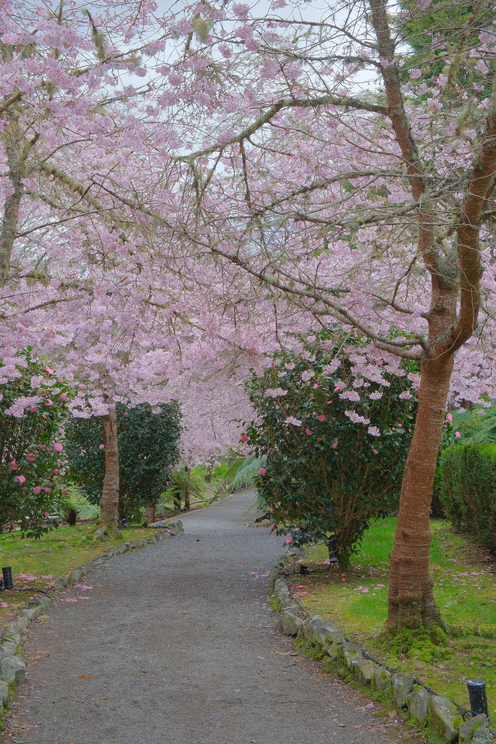 Yoshino Flowering Cherry (Prunus X Yedoensis) — capable of withstanding temperatures as low as -20&deg;F to -10&deg;F; a mature Yoshino can reach heights of 35