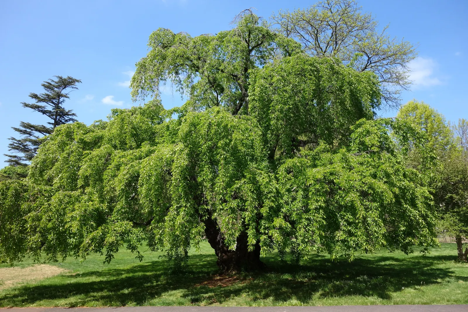 Yoshino Flowering Cherry (Prunus X Yedoensis) — It is important to select a site that affords enough space for the tree's mature dimensions; ideally after the