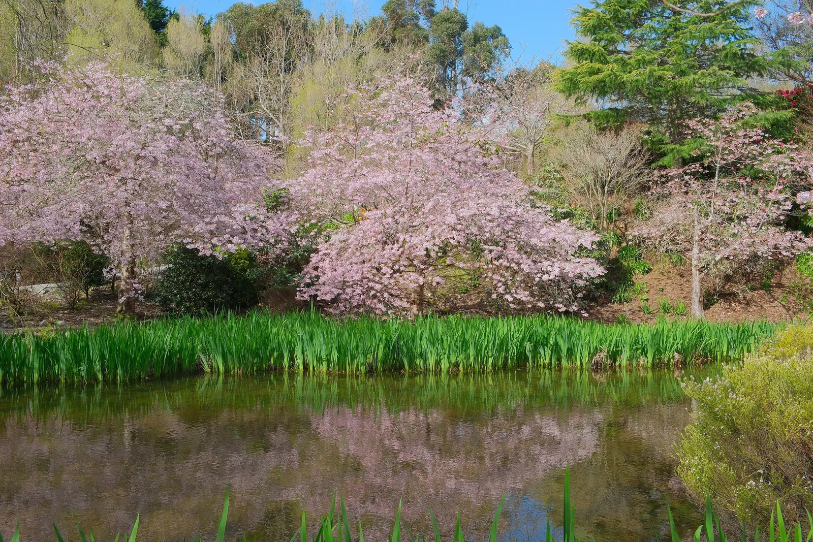 Yoshino Flowering Cherry (Prunus X Yedoensis) — offering a serene and picturesque view; tree with white blooms, image 66