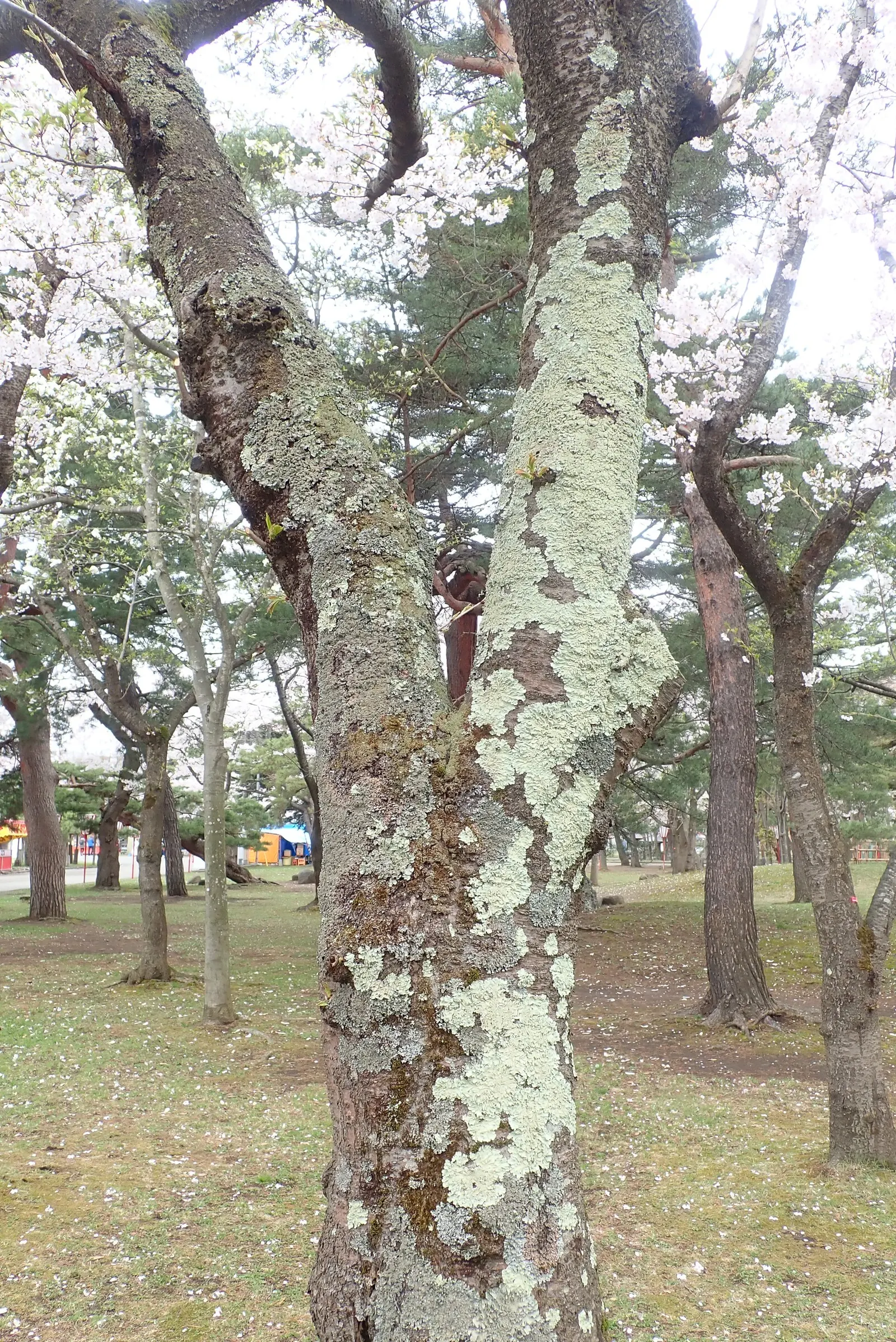 Yoshino Flowering Cherry (Prunus X Yedoensis) — it tolerates a variety of soil types