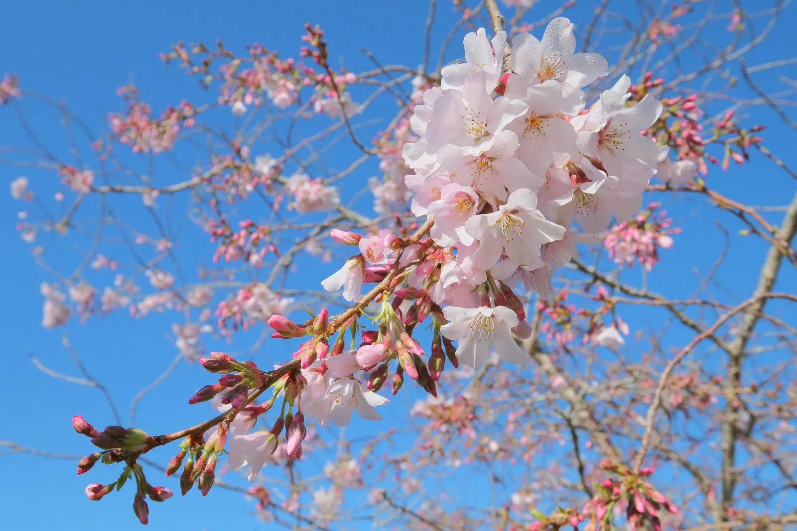 Yoshino Flowering Cherry (Prunus X Yedoensis) — though it thrives in acidic to neutral pH levels.<br><br>Care includes annual pruning for shape and, image 59