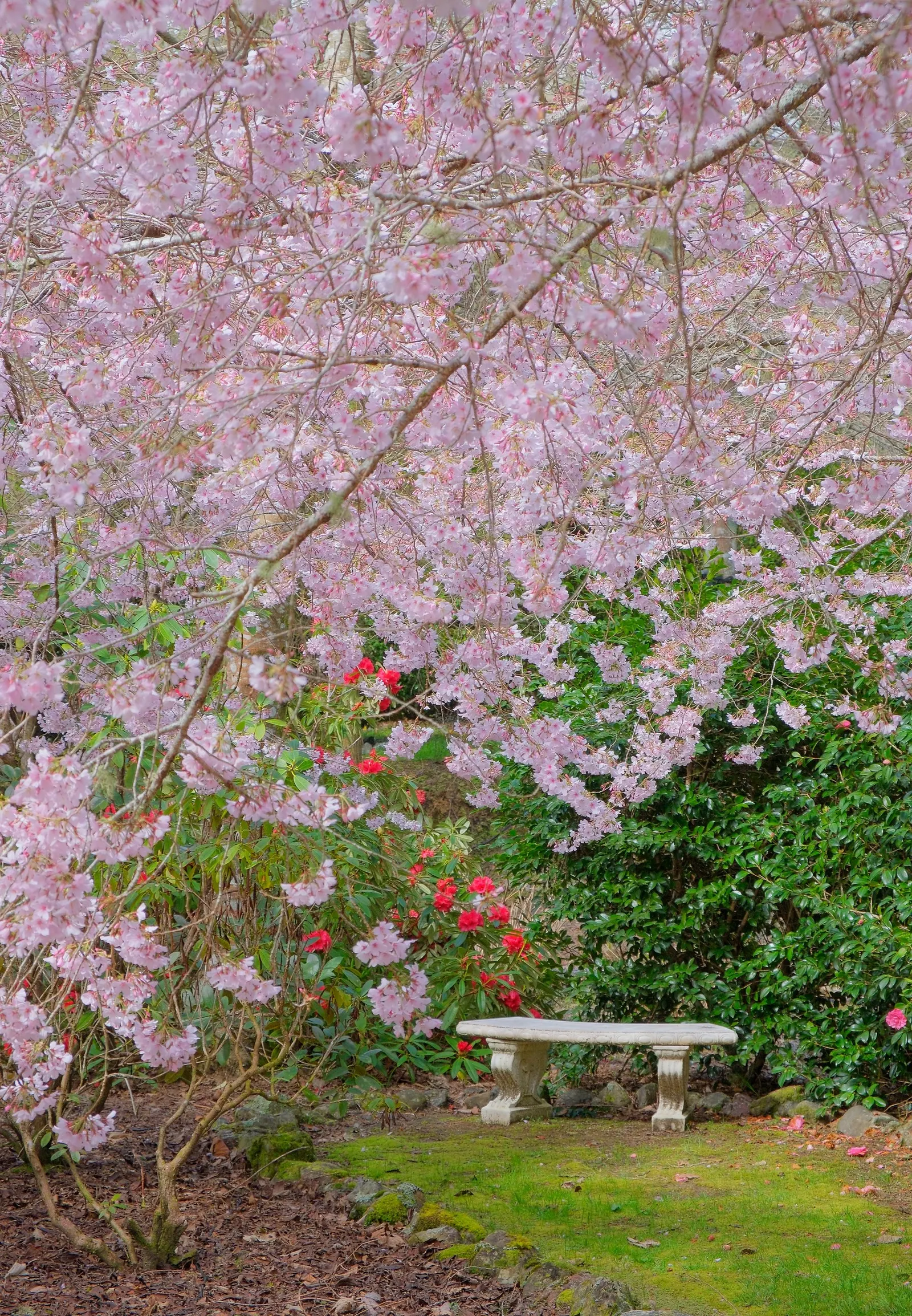 Yoshino Flowering Cherry (Prunus X Yedoensis) — scientifically named Prunus x yedoensis; it is vigilant to monitor for common issues like aphids and cherry