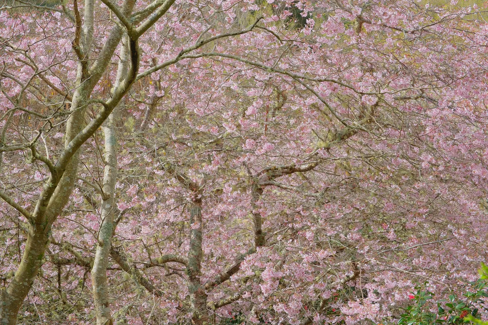 Yoshino Flowering Cherry (Prunus X Yedoensis) — Known for its abundant, soft pink-white blossoms in early spring, this tree offers a striking, image 72