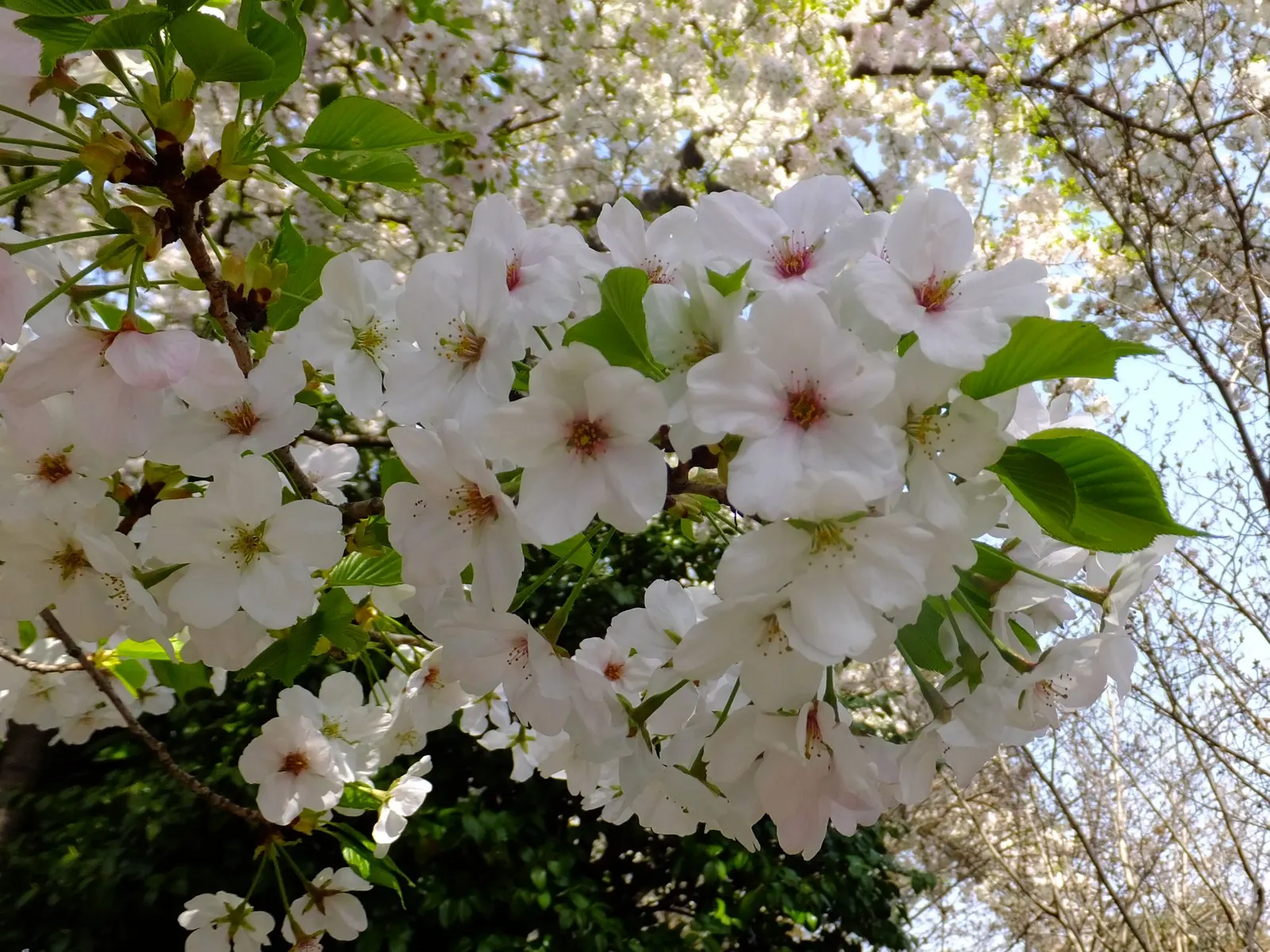 Yoshino Flowering Cherry (Prunus X Yedoensis) — tree for full; offering a serene and picturesque view, image 69