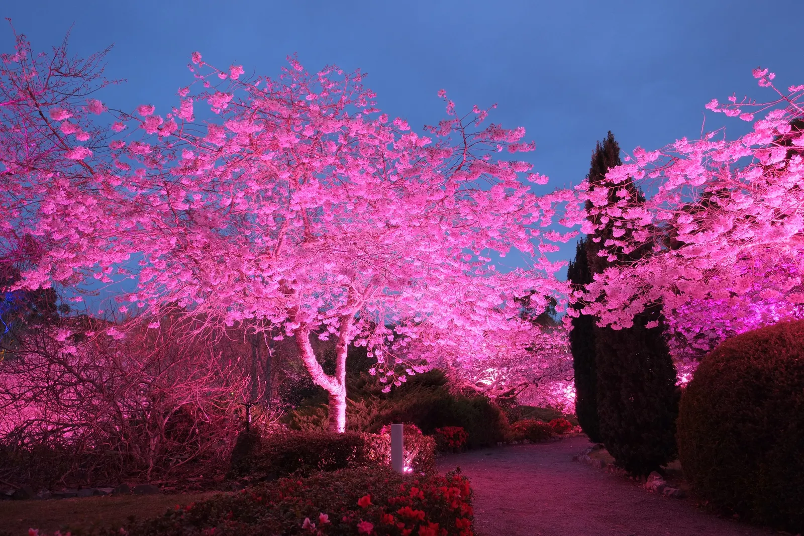 Yoshino Flowering Cherry (Prunus X Yedoensis) — The Yoshino Flowering Cherry (Prunus x yedoensis) is a picturesque; its round, spreading canopy creates a