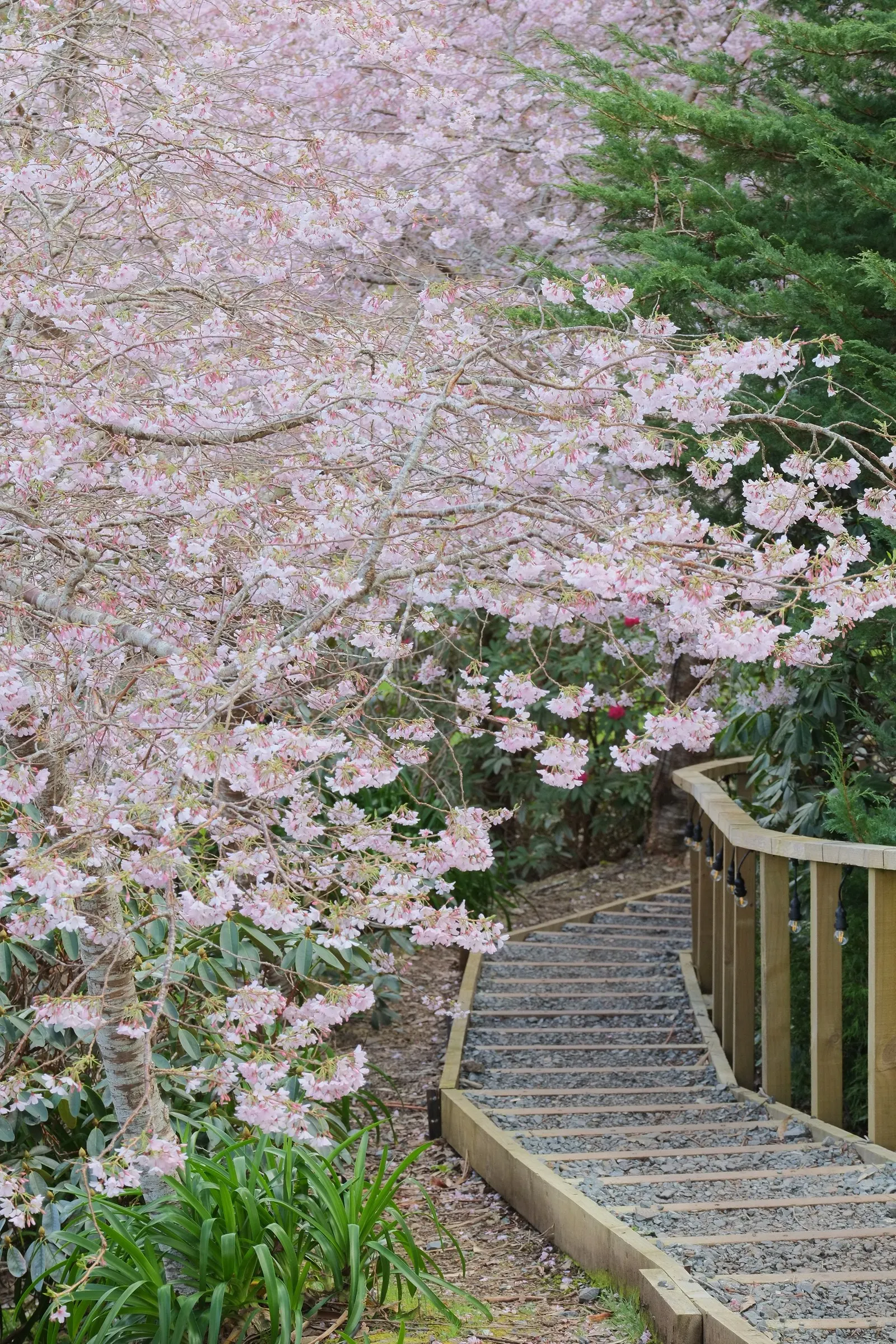 Yoshino Flowering Cherry (Prunus X Yedoensis) — Adaptable and hardy, it prefers full sun and well-drained soils in USDA zones 5-8