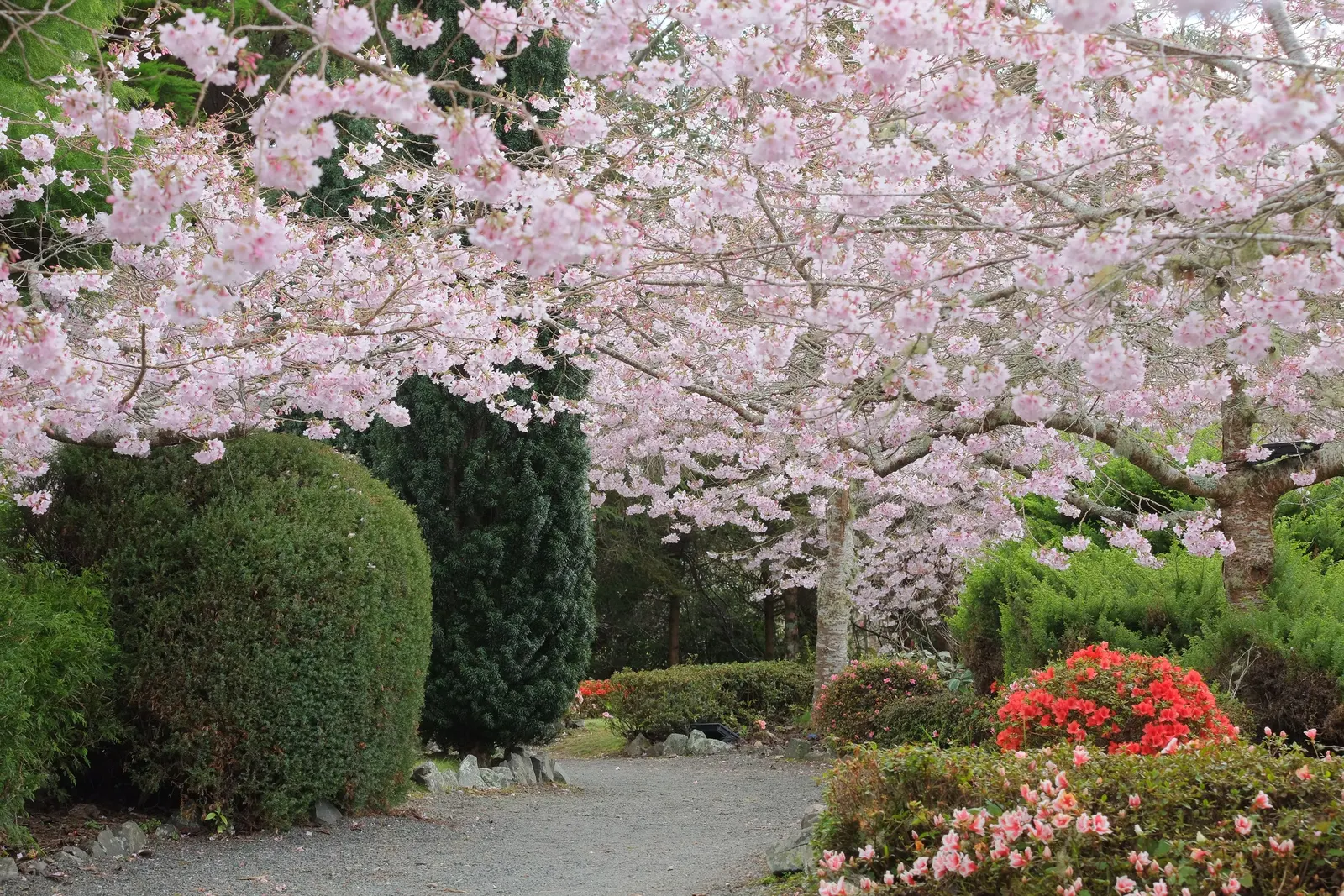 Yoshino Flowering Cherry (Prunus X Yedoensis) — deciduous tree that reaches 40-50 feet in height with a 25-40 foot spread; this tree quickly establishes itself