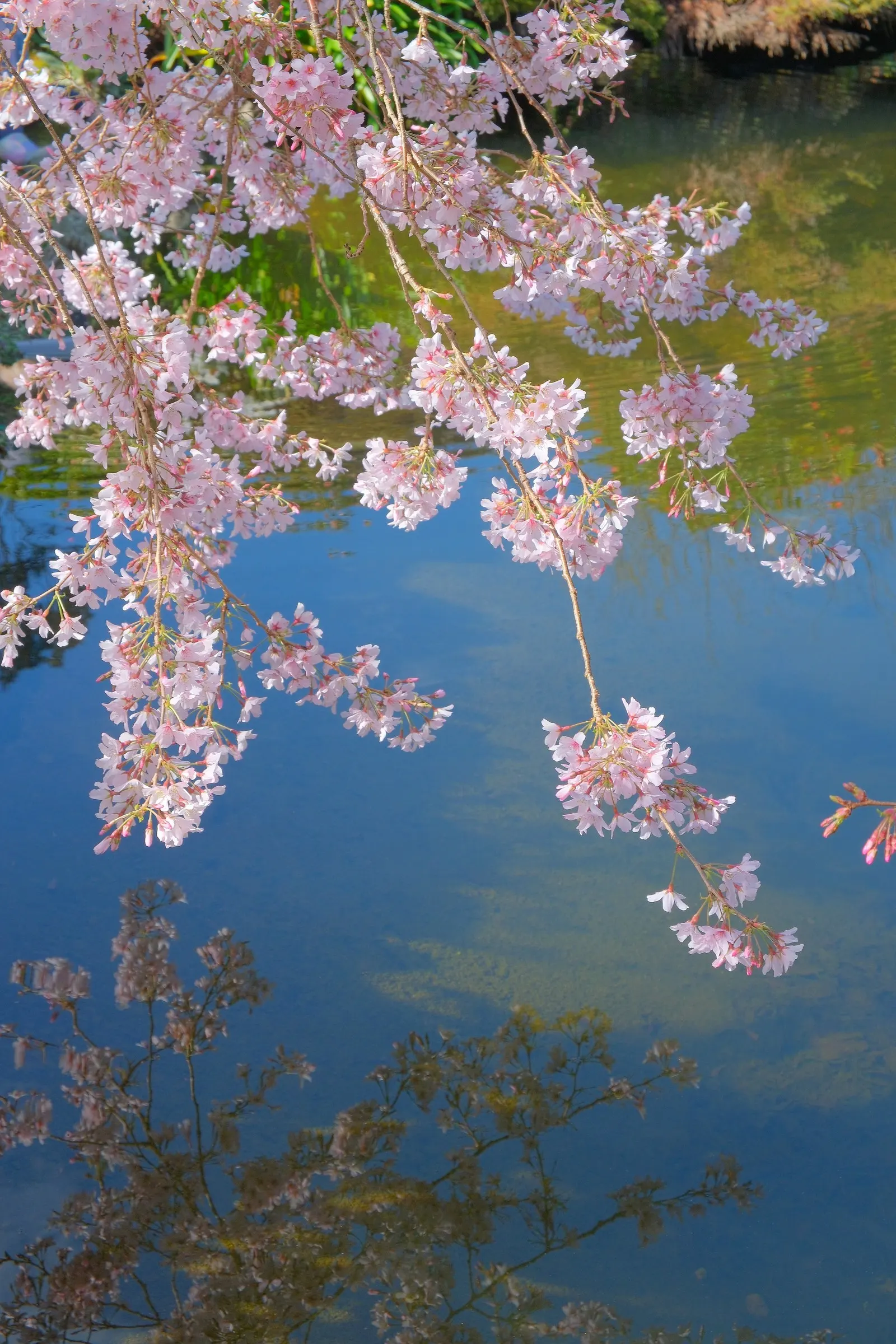 Yoshino Flowering Cherry (Prunus X Yedoensis) — white flowers in the garden