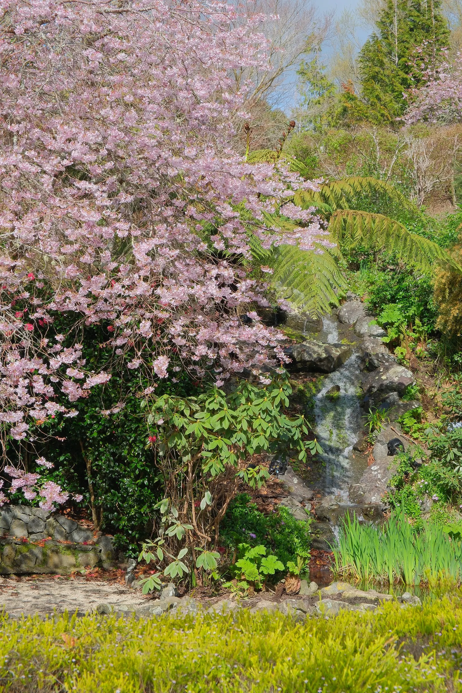 Yoshino Flowering Cherry (Prunus X Yedoensis) — scientifically named Prunus x yedoensis
