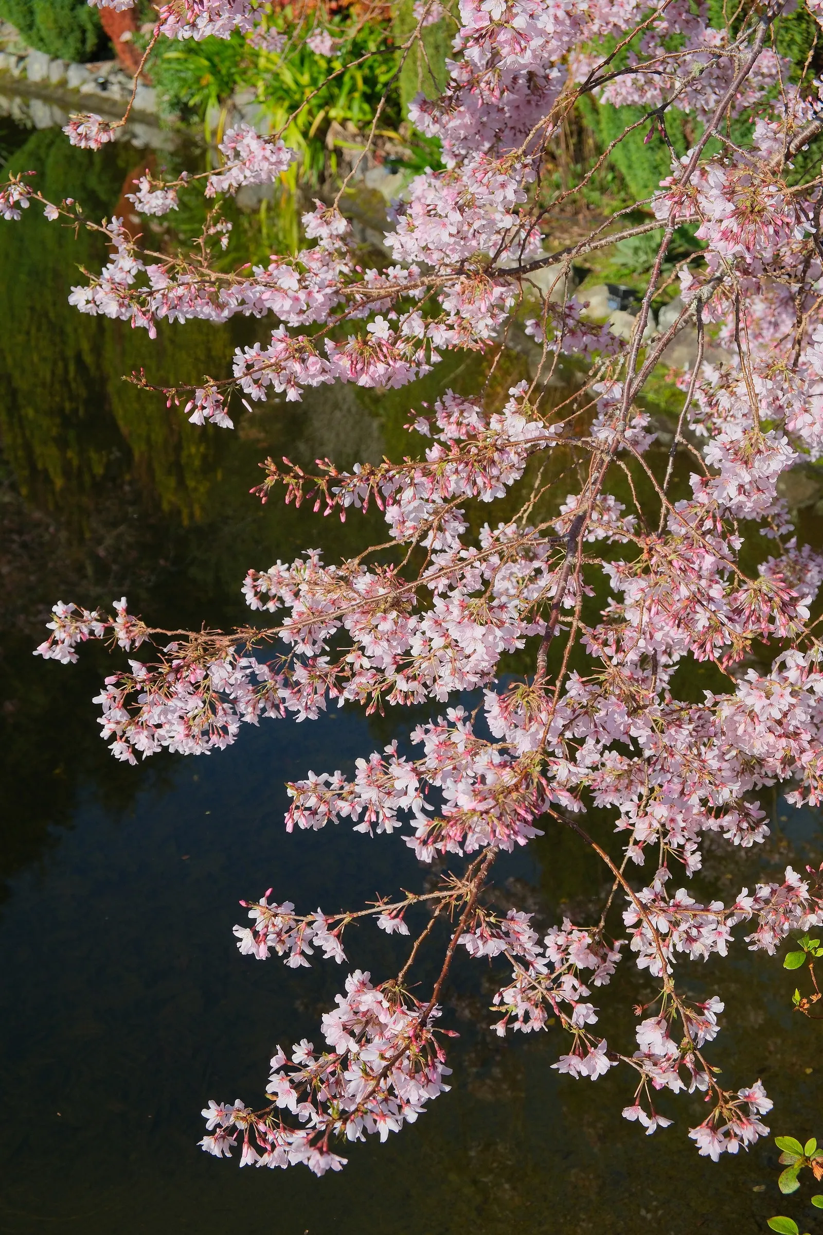 Yoshino Flowering Cherry (Prunus X Yedoensis) — as well as being mindful of overhead or underground utilities