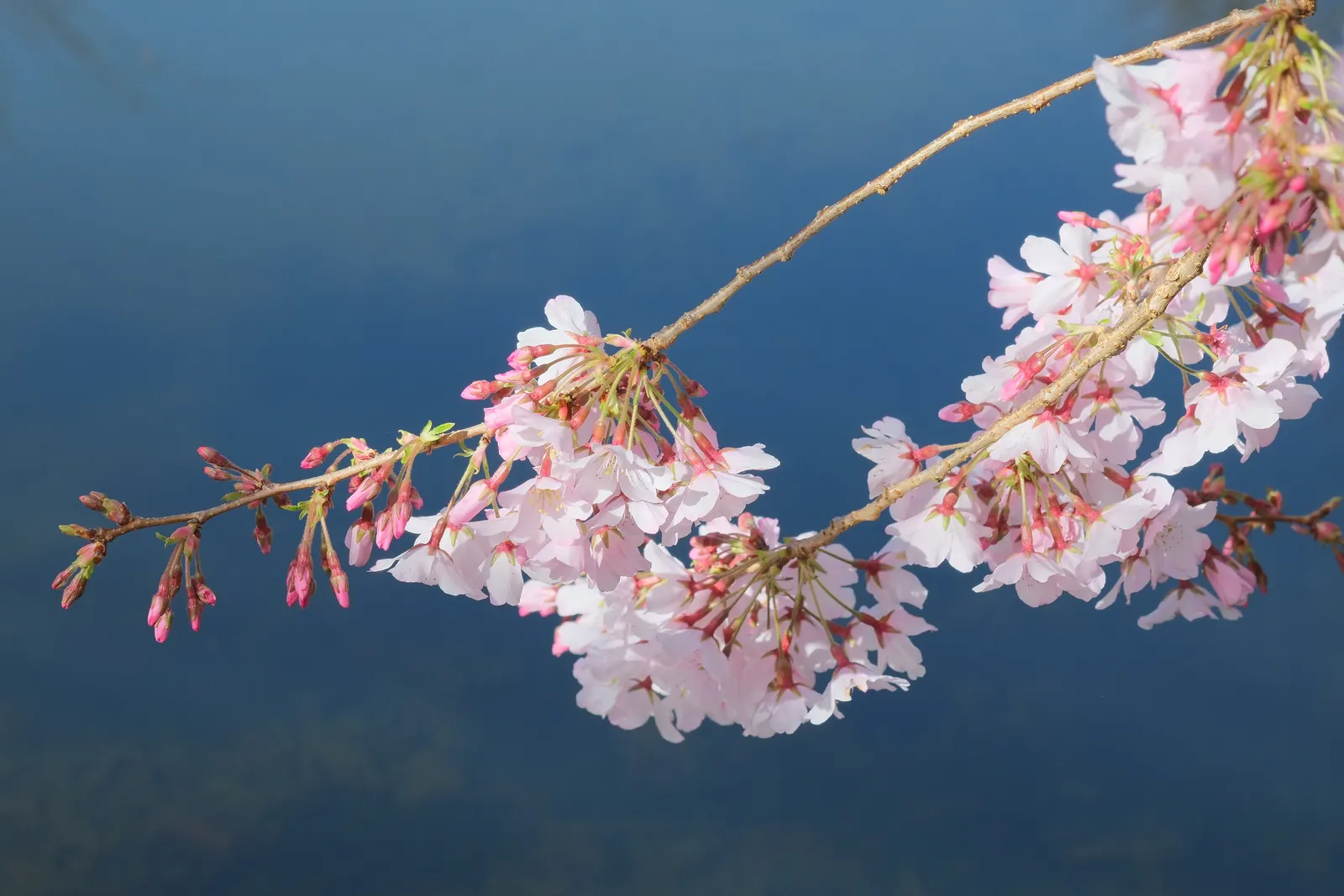 Yoshino Flowering Cherry (Prunus X Yedoensis) — it tolerates a variety of soil types, image 58