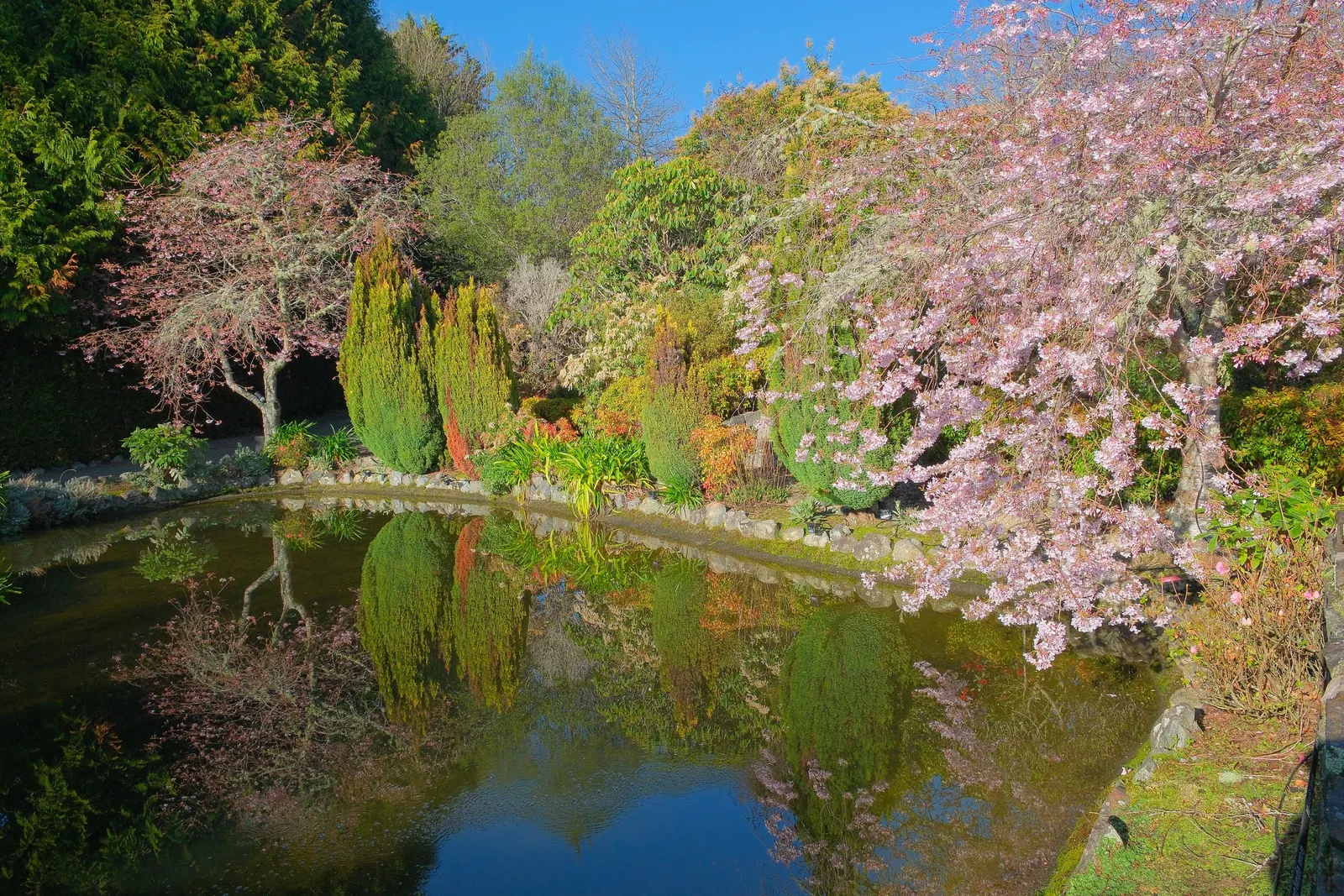 Yoshino Flowering Cherry (Prunus X Yedoensis) — as well as being mindful of overhead or underground utilities; white flowers in the garden, image 56