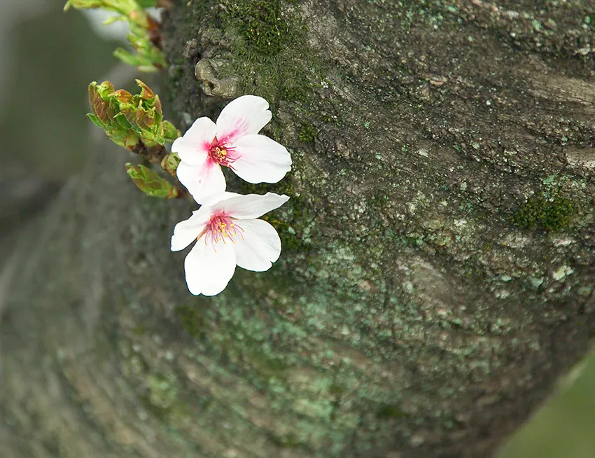 Yoshino Flowering Cherry (Prunus X Yedoensis) — Its round, spreading canopy creates a graceful silhouette, making it ideal for focal points in gardens
