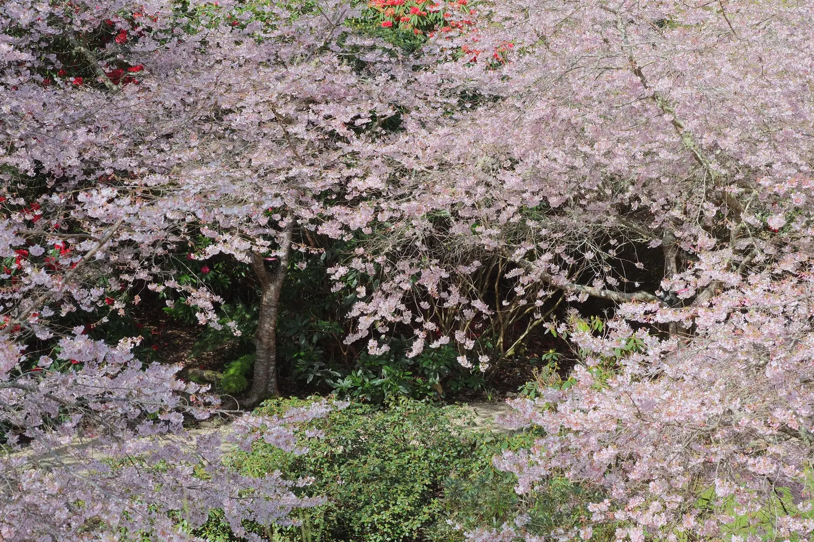 Yoshino Flowering Cherry (Prunus X Yedoensis) — it is vigilant to monitor for common issues like aphids and cherry bark tortrix