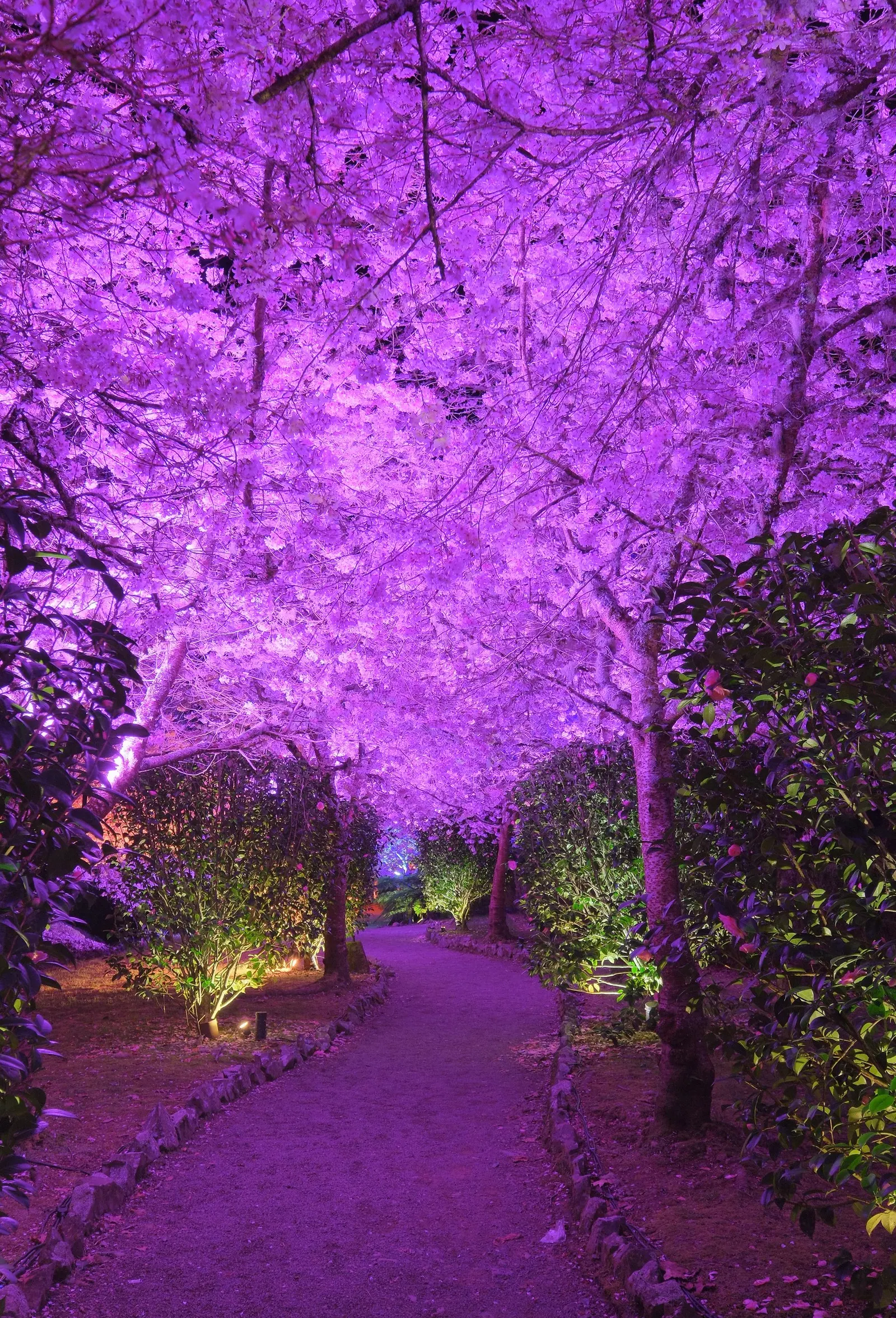 Yoshino Flowering Cherry (Prunus X Yedoensis) — Its round, spreading canopy creates a graceful silhouette, making it ideal for focal points in, image 73