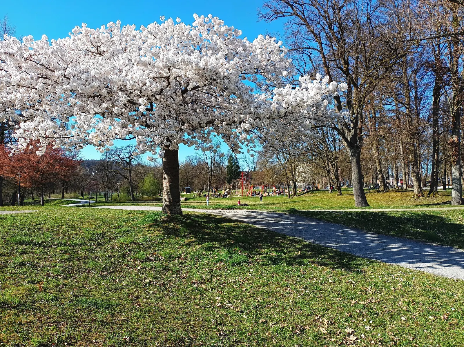 Yoshino Flowering Cherry (Prunus X Yedoensis) — Prunus x yedoensis is a USDA hardiness zone 5-8 fixture; the Yoshino Flowering Cherry (Prunus x yedoensis) is a