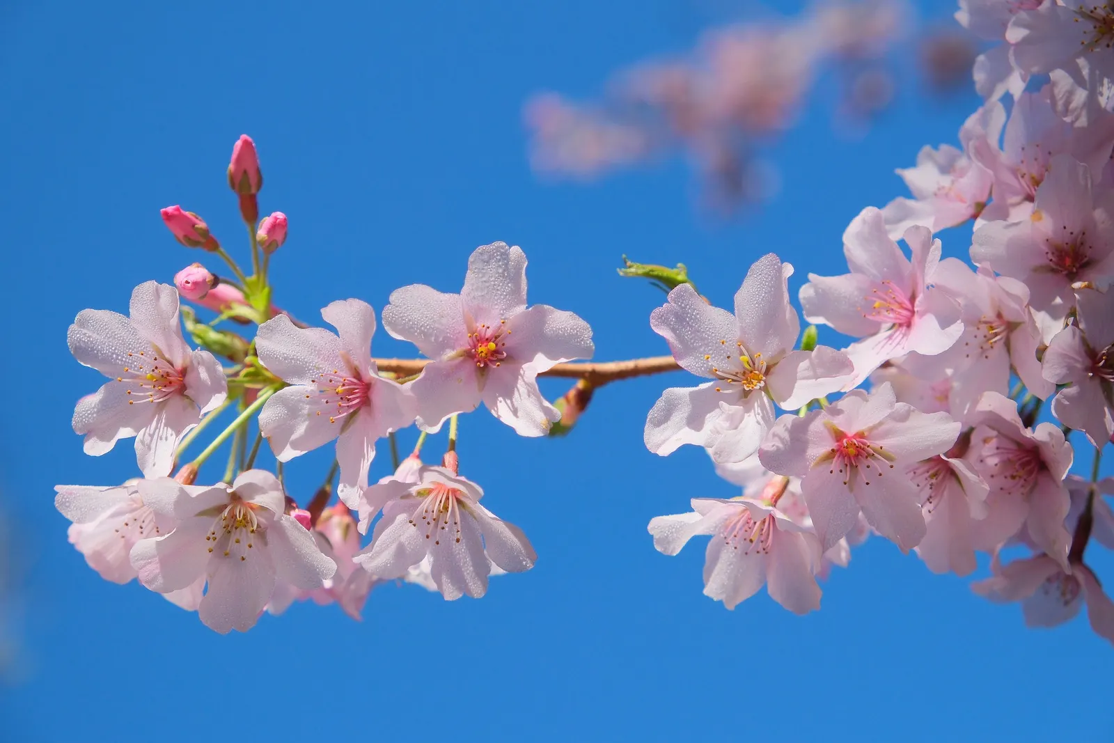 Yoshino Flowering Cherry (Prunus X Yedoensis) — deciduous tree that reaches 40-50 feet in height with a 25-40 foot spread; this tree quickly, image 48