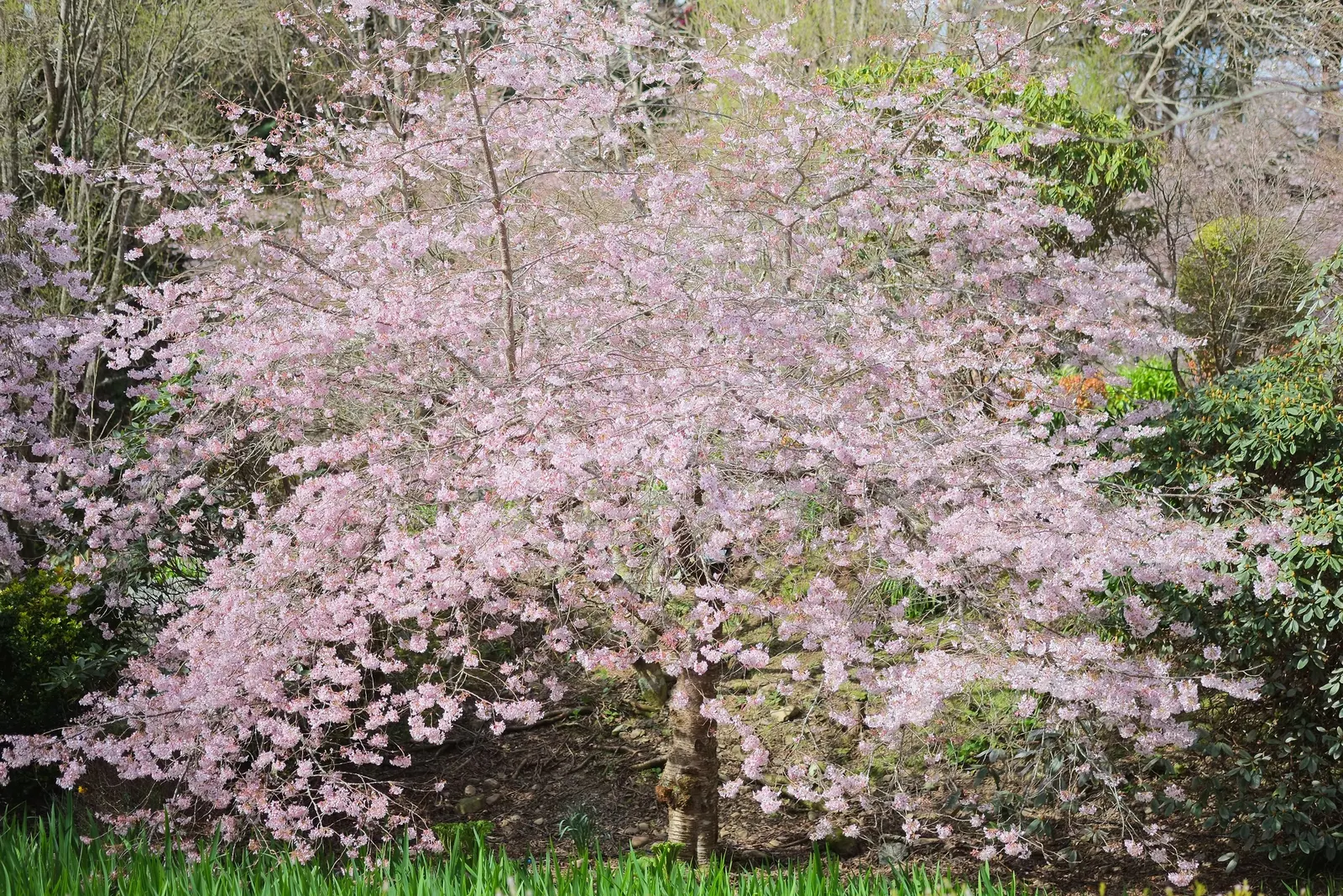 Yoshino Flowering Cherry (Prunus X Yedoensis) — It's also important to water consistently during dry spells; while generally pest- and, image 65