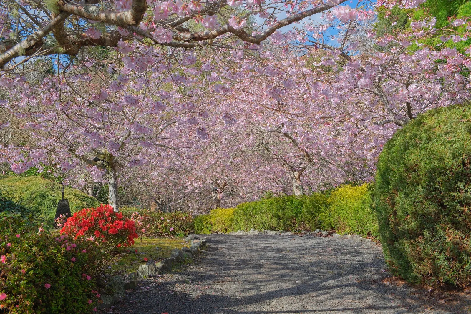Yoshino Flowering Cherry (Prunus X Yedoensis) — Adaptable and hardy, it prefers full sun and well-drained soils in USDA zones 5-8; it is important, image 51