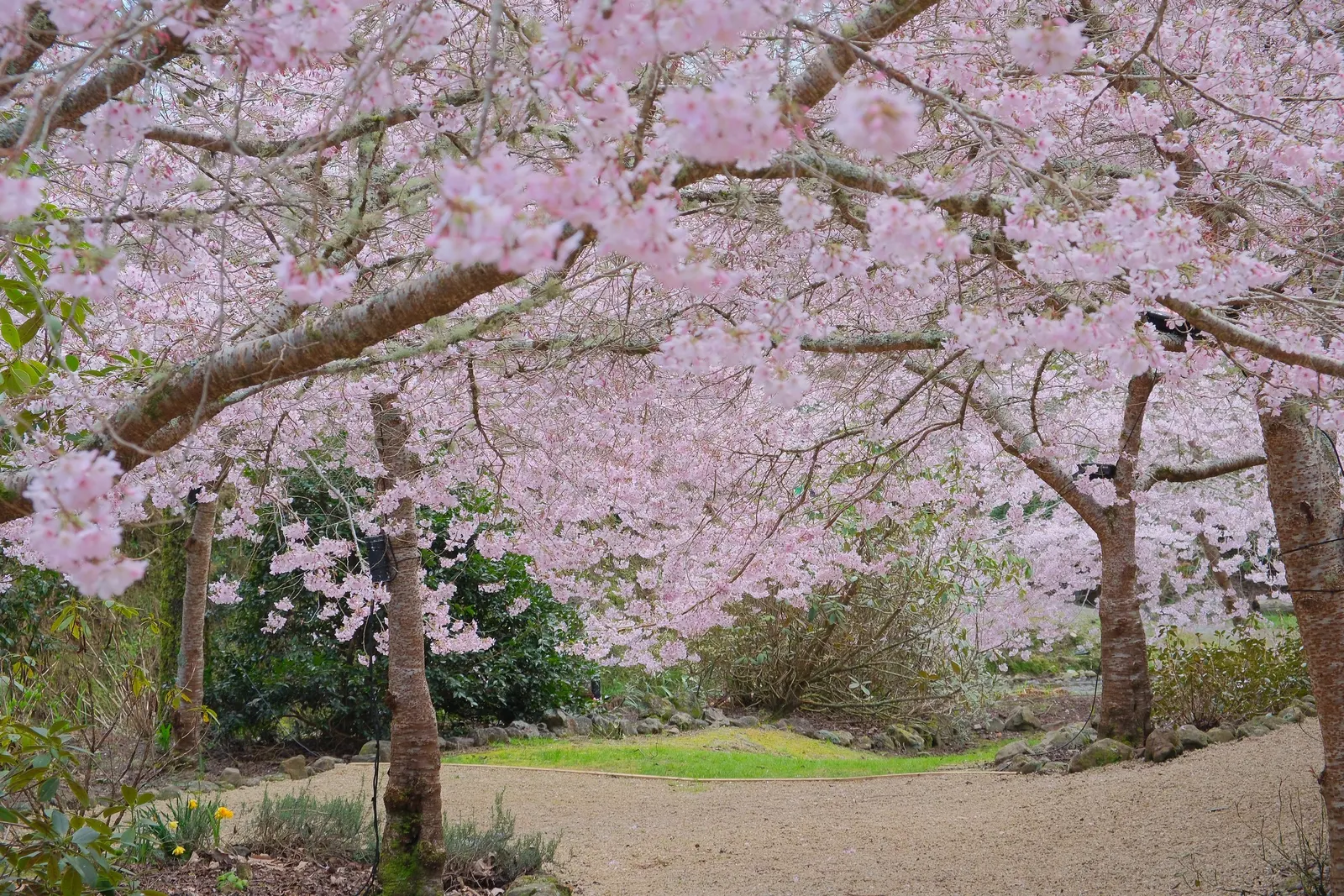 Yoshino Flowering Cherry (Prunus X Yedoensis) — it is vigilant to monitor for common issues like aphids and cherry bark tortrix; prunus x yedoensis is a USDA