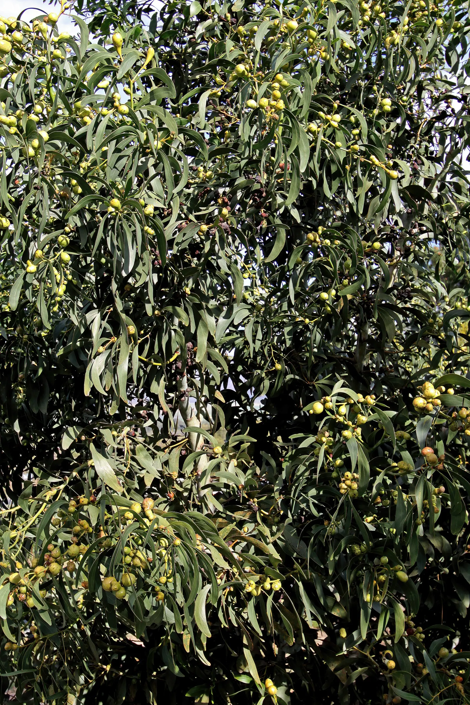 Golden Wattle (Acacia Longifolia) — yellow flowers in the garden; drought tolerant once established, image 90