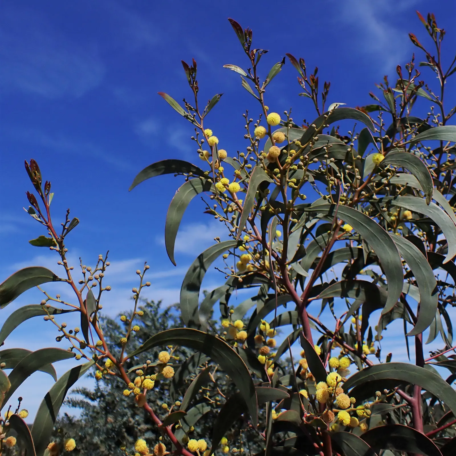 Golden Wattle (Acacia Longifolia) — providing vibrant color when many other plants are dormant; it boasts fragrant, bright yellow, puffball-like flowers in