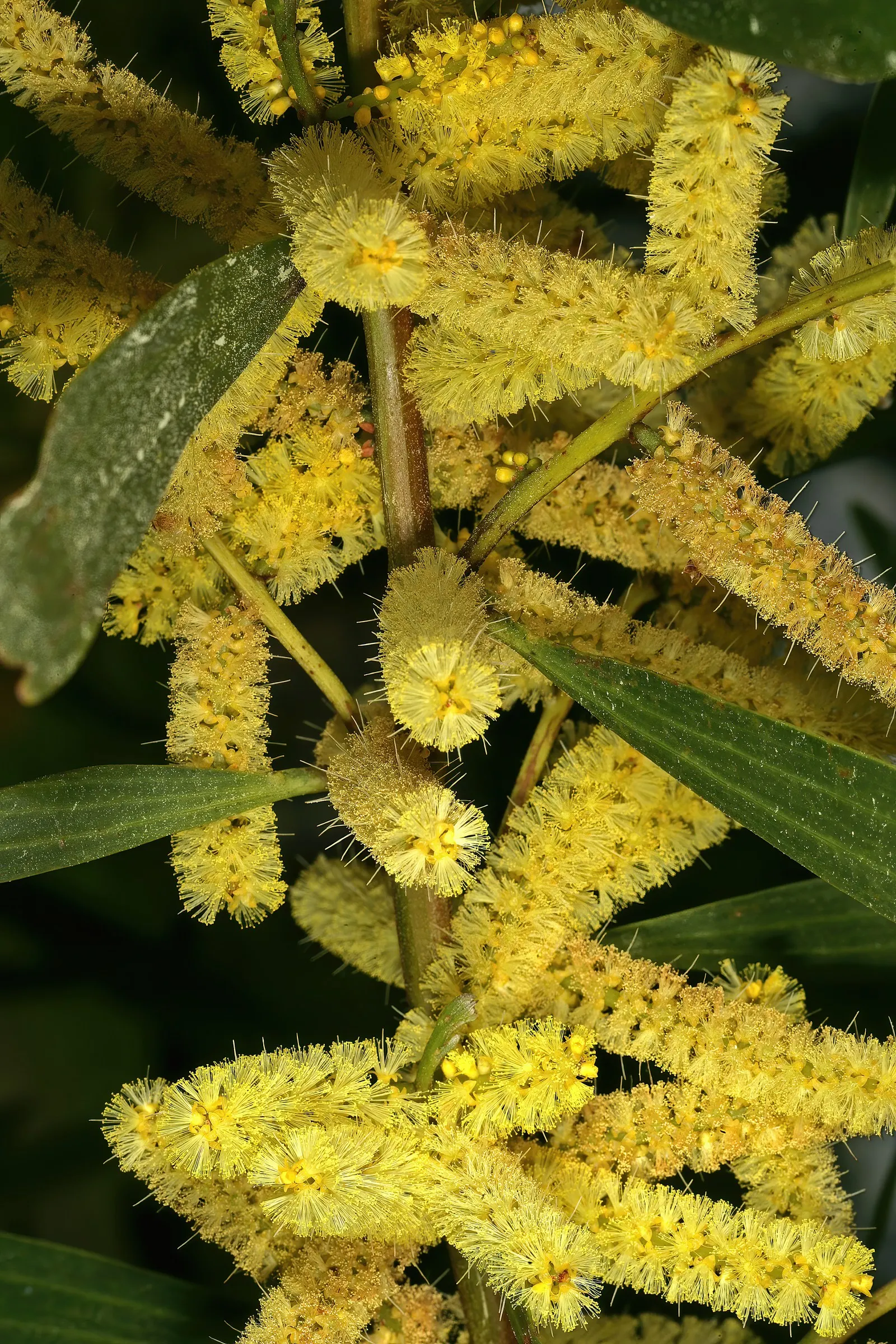 Golden Wattle (Acacia Longifolia) — Clients will appreciate its year-round interest and its contribution to a biodiverse garden ecosystem