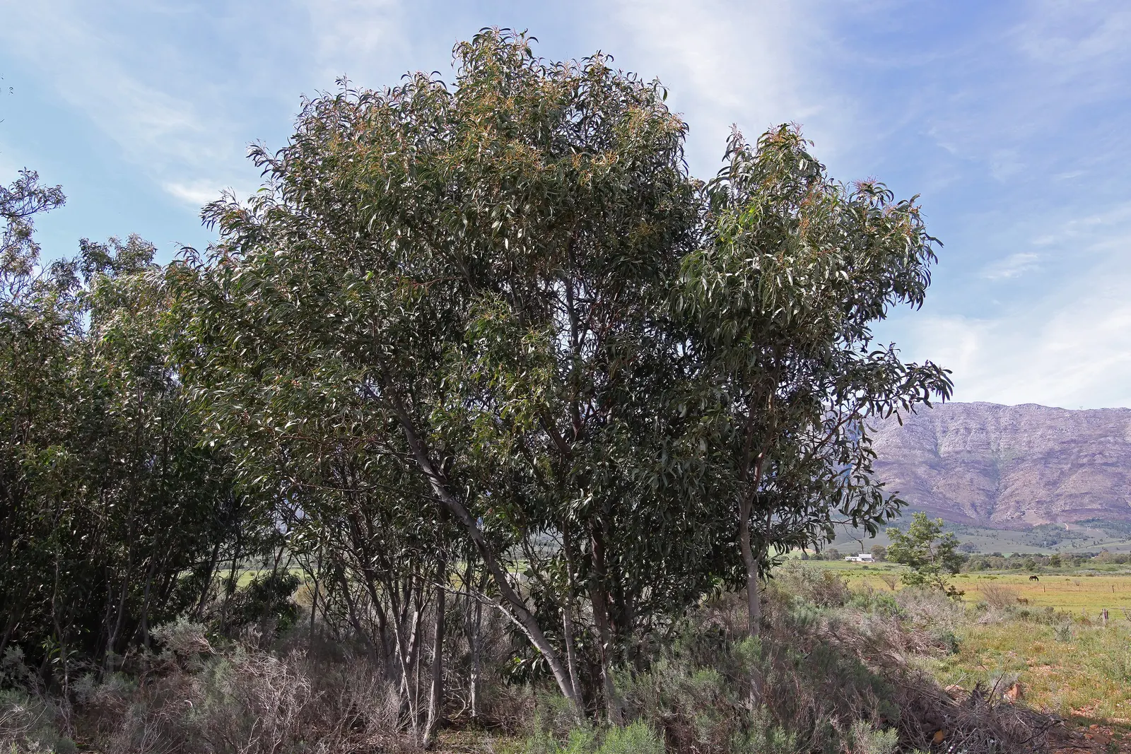 Golden Wattle (Acacia Longifolia) — weeping texture to the landscape