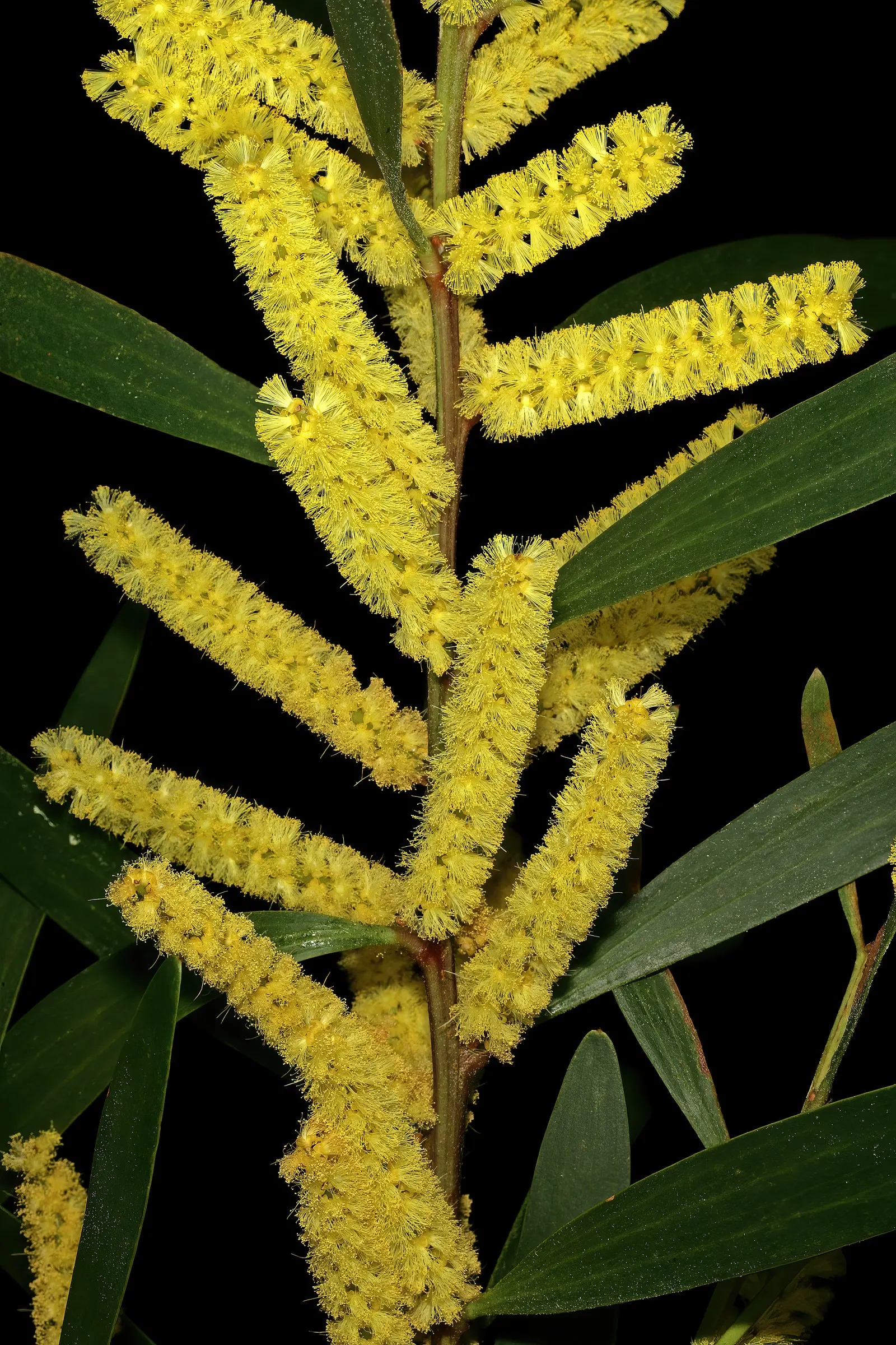 Golden Wattle (Acacia Longifolia) — Indigenous to southeastern Australia; it provides excellent erosion control and is a low-maintenance choice for, image 54