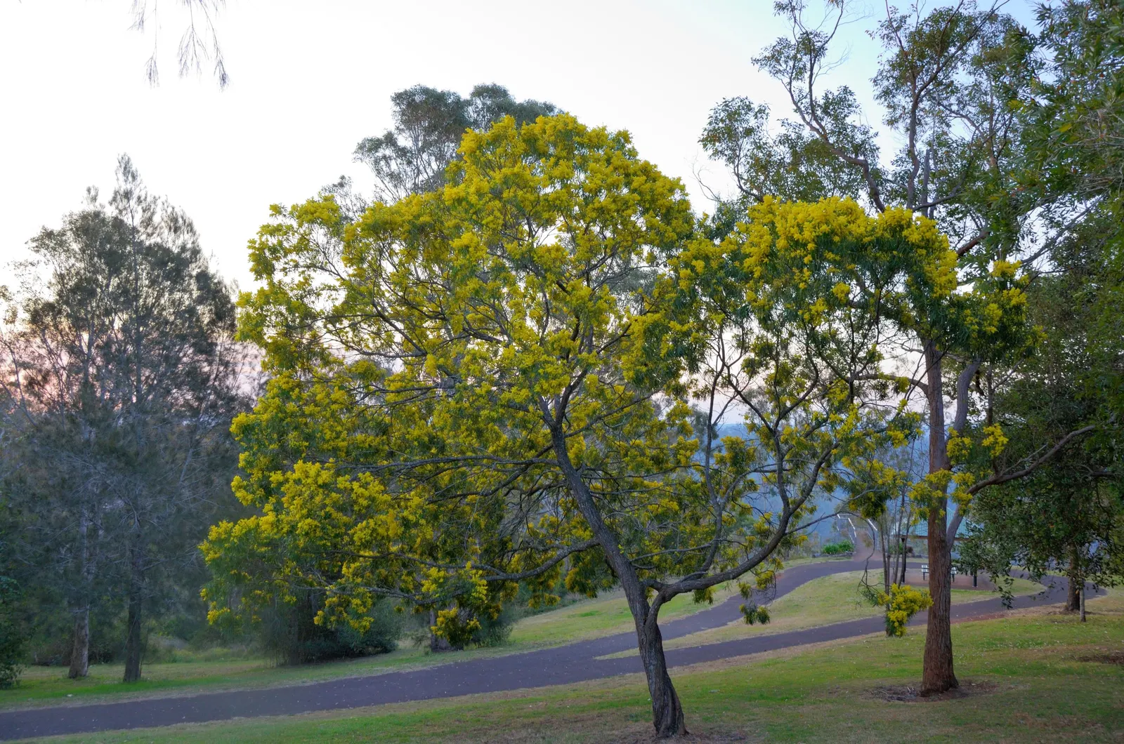 Golden Wattle (Acacia Longifolia) — slender phyllodes (leaf-like structures) that measure around 4 to 8 inches in length; prefers well-drained soil, image 80