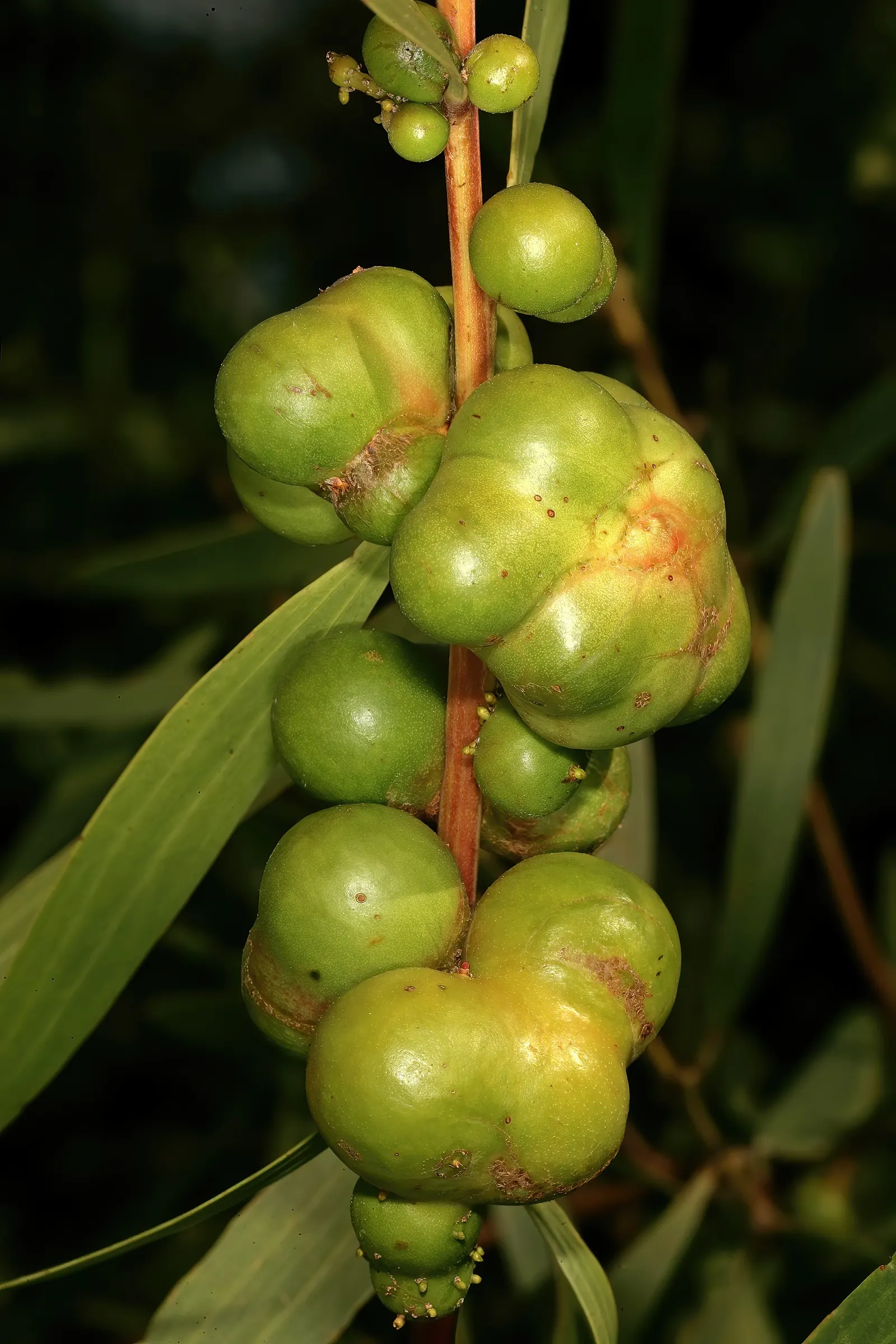 Golden Wattle (Acacia Longifolia) — This vigorous plant can reach up to 20-30 feet tall and almost as wide; slender phyllodes (leaf-like, image 48
