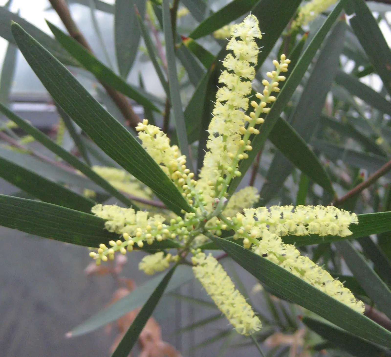 Golden Wattle (Acacia Longifolia) — The phyllodes are a soft green; and it thrives in USDA hardiness zones 9 through 11.<br><br>For gardeners or, image 82