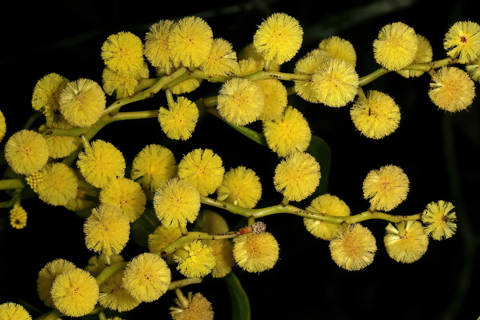 Golden Wattle (Acacia Longifolia) — This vigorous plant can reach up to 20-30 feet tall and almost as wide