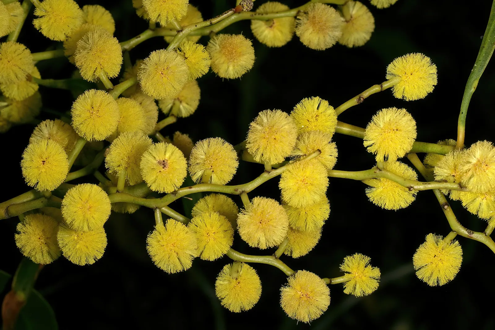 Golden Wattle (Acacia Longifolia) — This vigorous plant can reach up to 20-30 feet tall and almost as wide; slender phyllodes (leaf-like, image 117