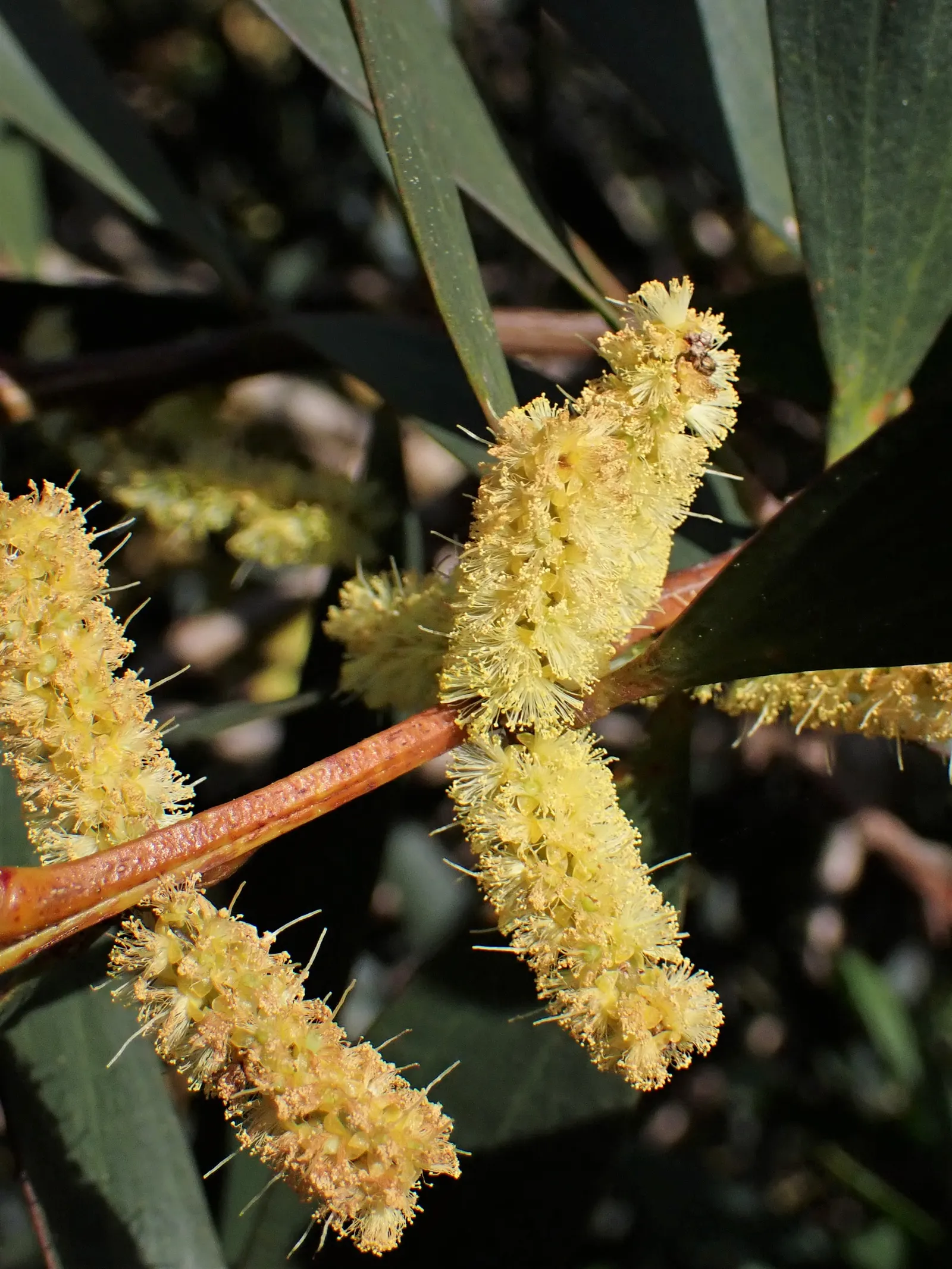 Golden Wattle (Acacia Longifolia) — It can tolerate a variety of soil types as long as they are free-draining; indigenous to southeastern Australia, image 64