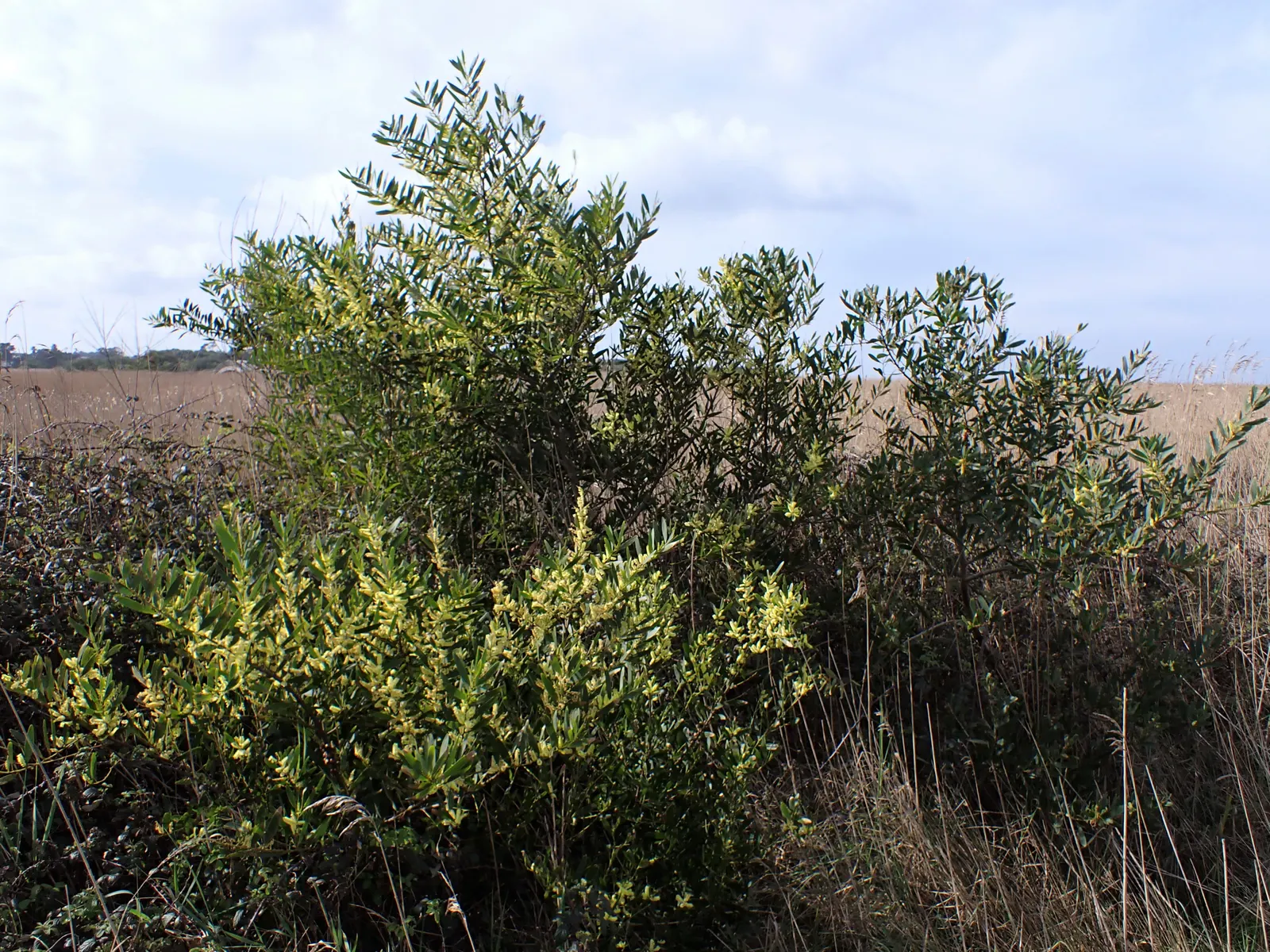 Golden Wattle (Acacia Longifolia) — Drought tolerant once established; the Golden Wattle requires minimal water