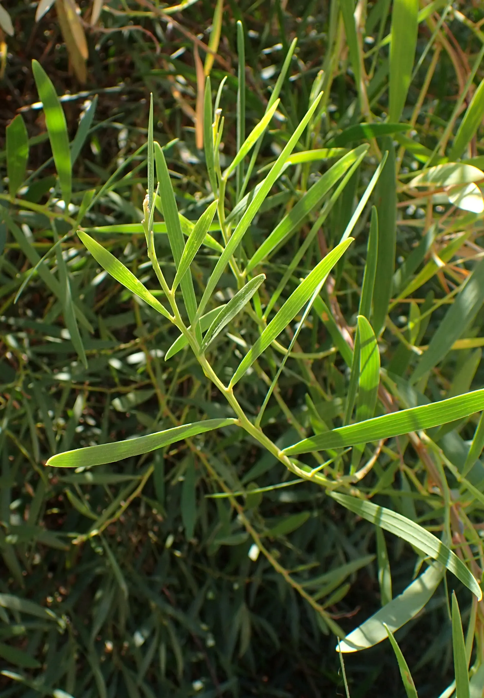 Golden Wattle (Acacia Longifolia) — It can tolerate a variety of soil types as long as they are free-draining; indigenous to southeastern Australia
