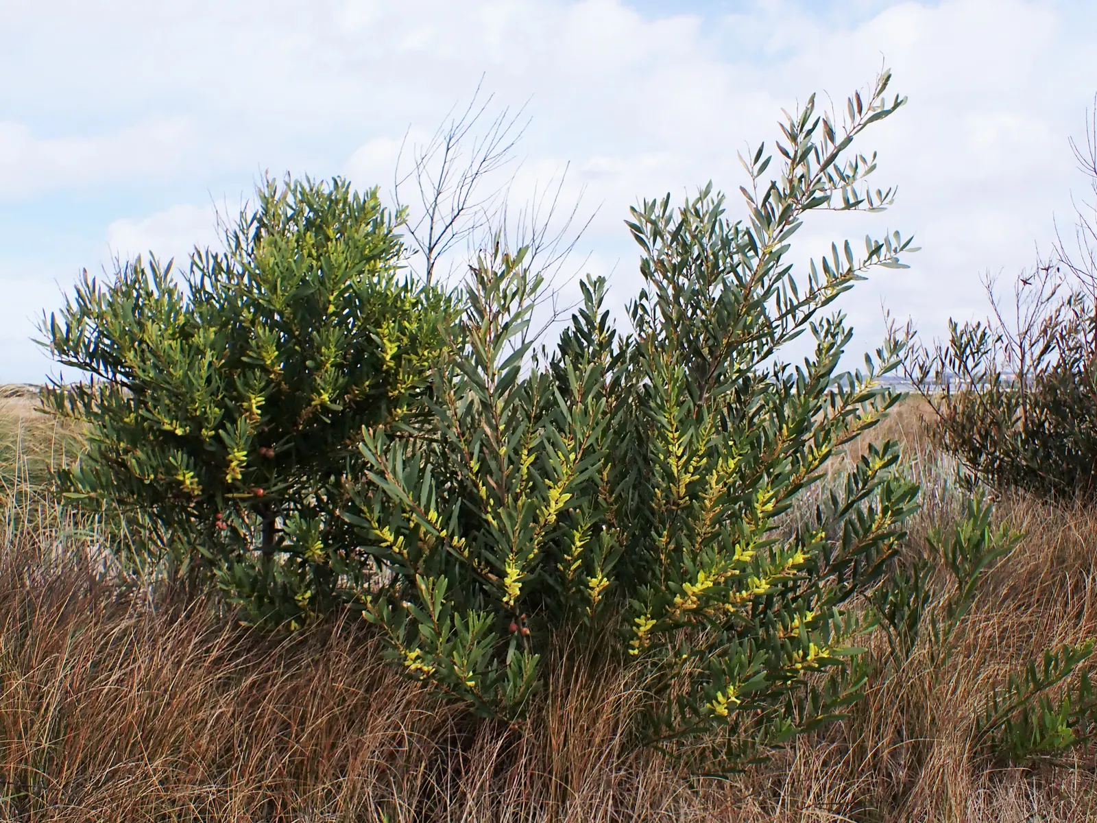 Golden Wattle (Acacia Longifolia) — slender phyllodes (leaf-like structures) that measure around 4 to 8 inches in length; prefers well-drained soil, image 57