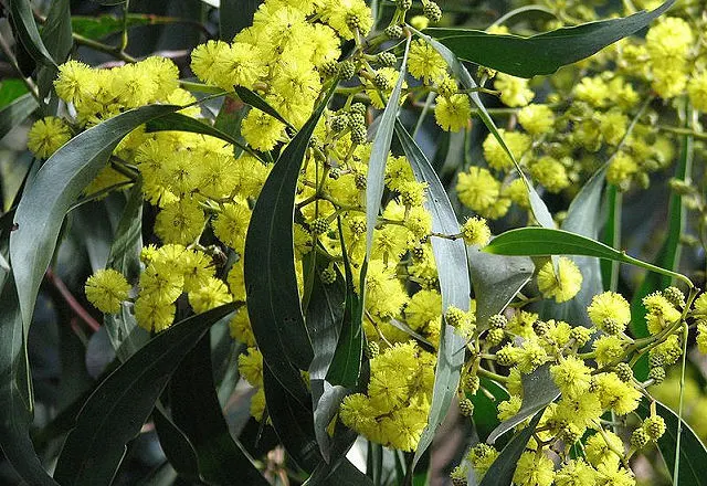 Golden Wattle (Acacia Longifolia) — Indigenous to southeastern Australia