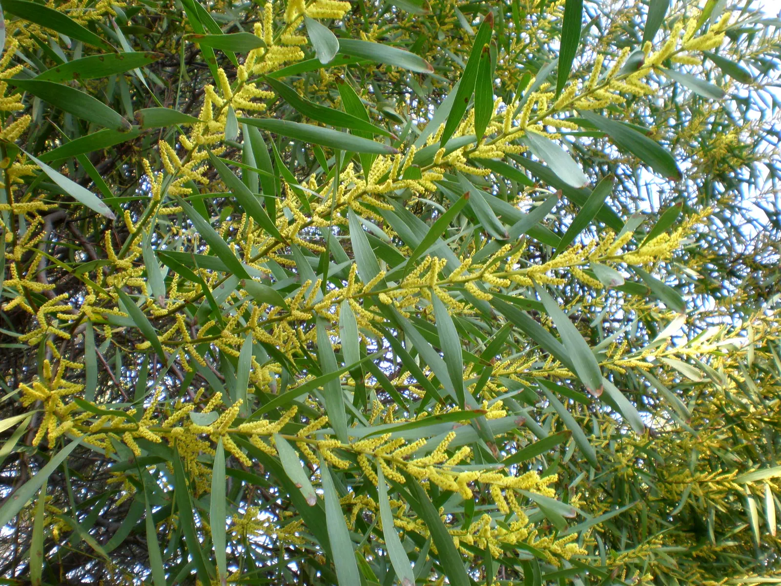 Golden Wattle (Acacia Longifolia) — the Golden Wattle requires minimal water